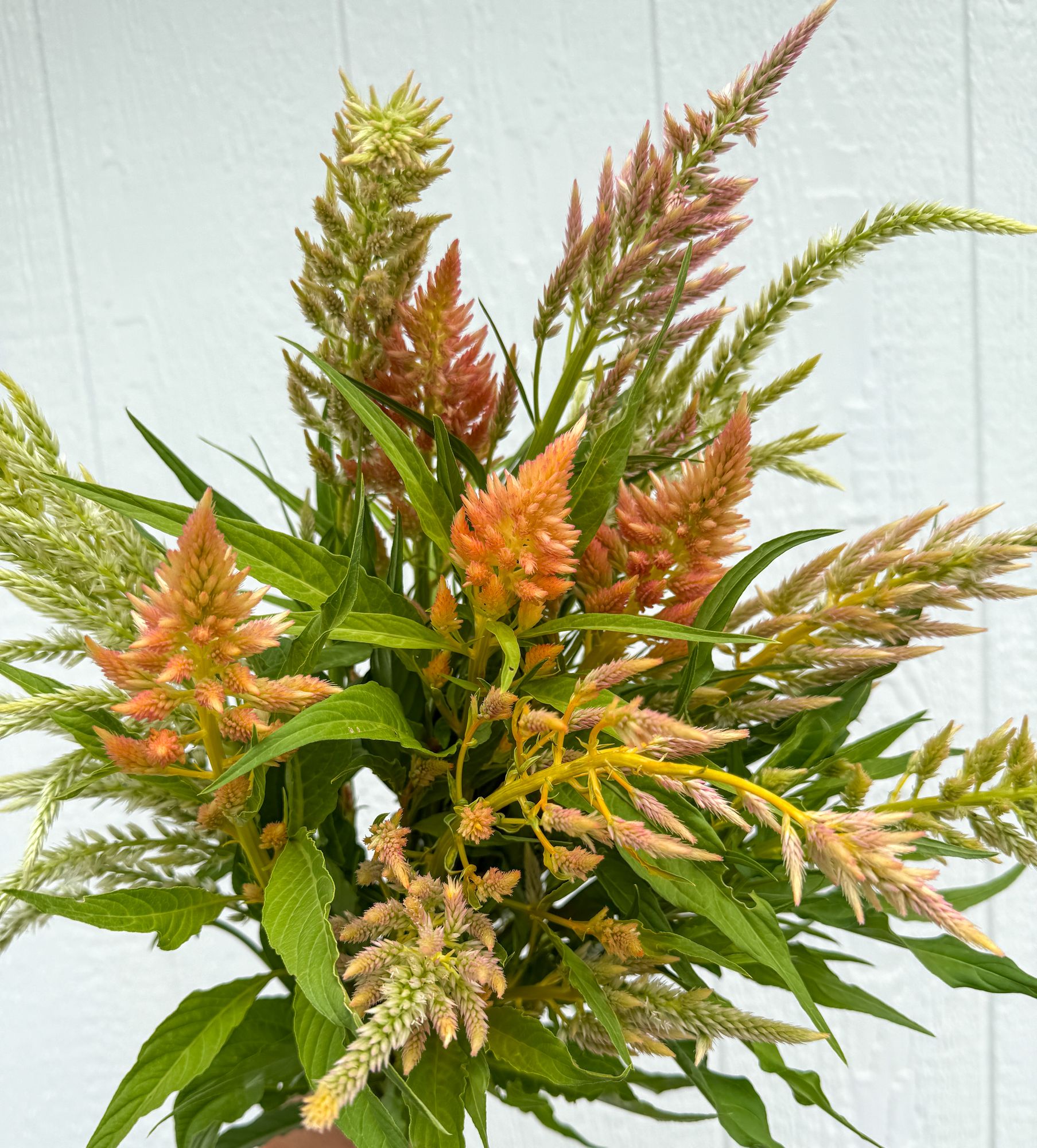 CELOSIA argentea var. spicata Shimmer