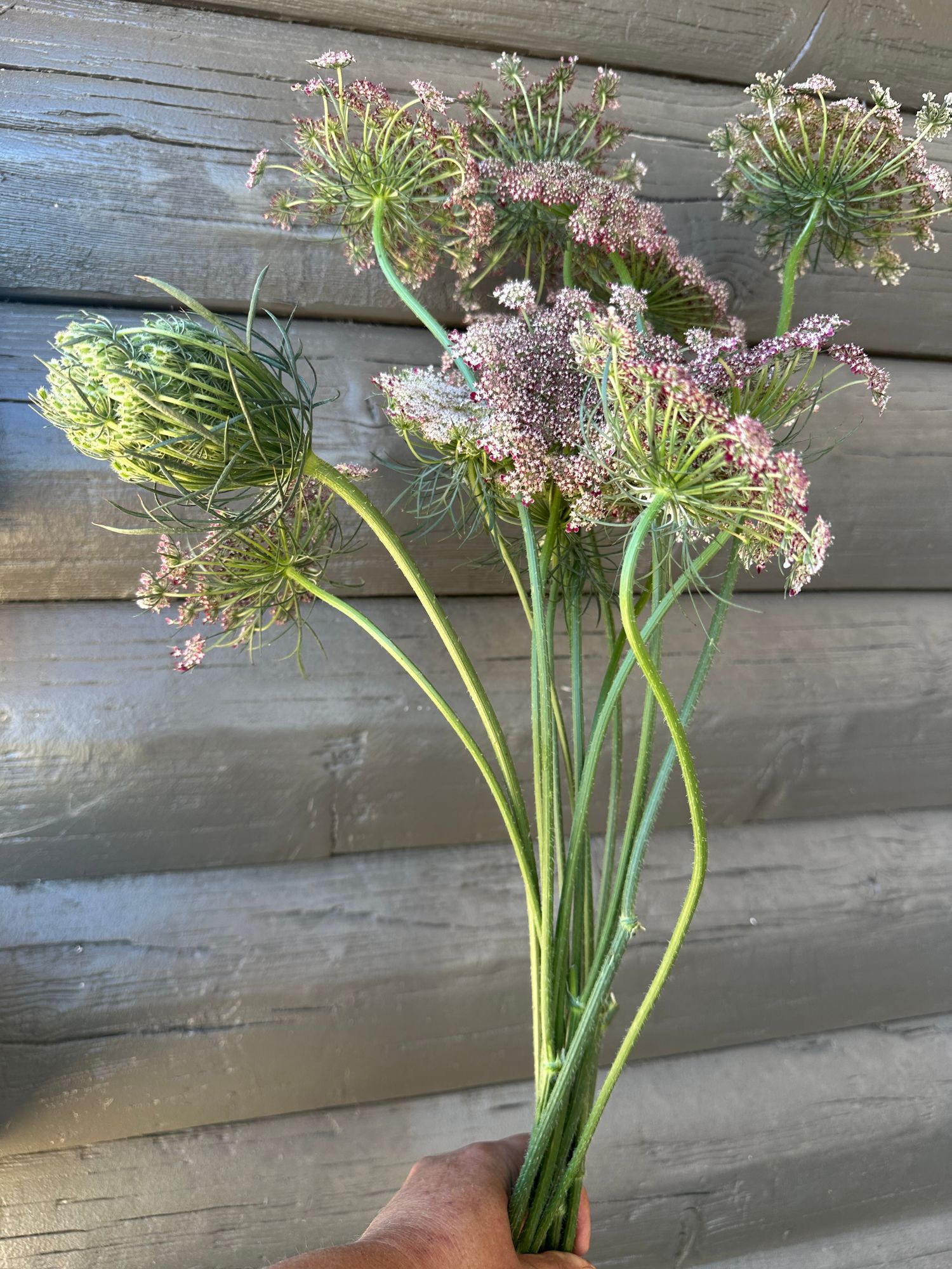 DAUCUS carota Dara