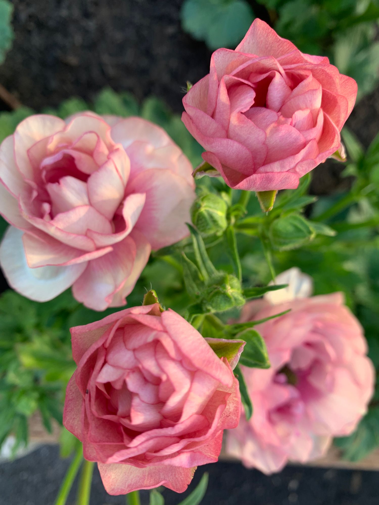 RANUNCULUS Butterfly Hera
