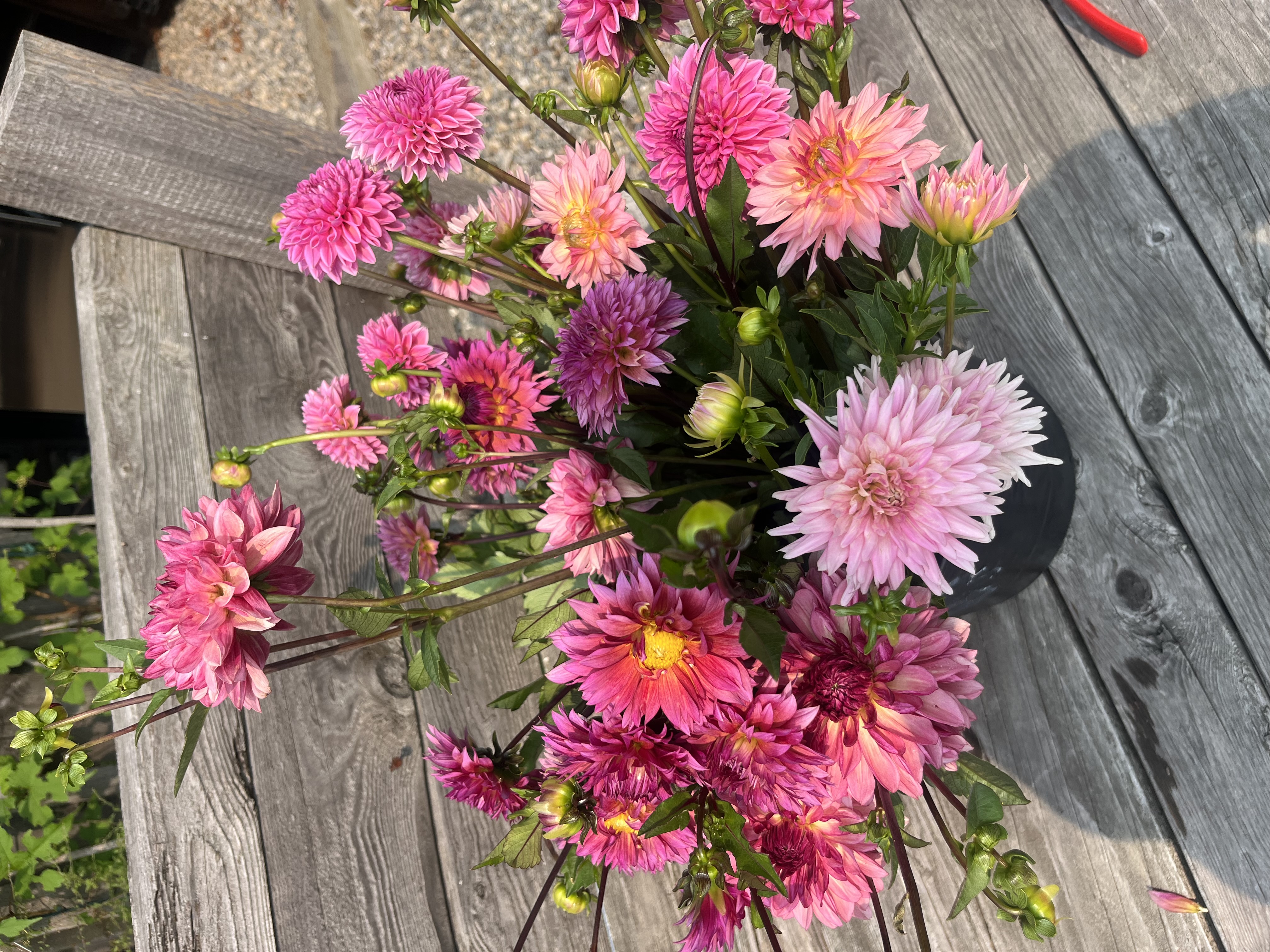 DAHLIA BULK PACK Farmers Choice pinks