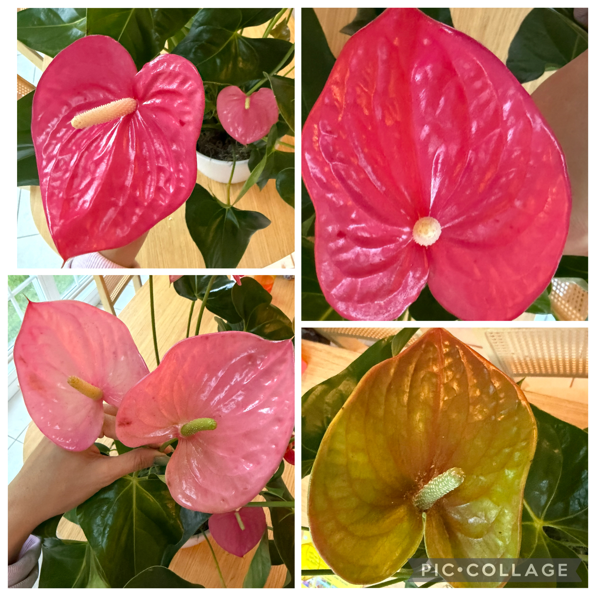 ANTHURIUM