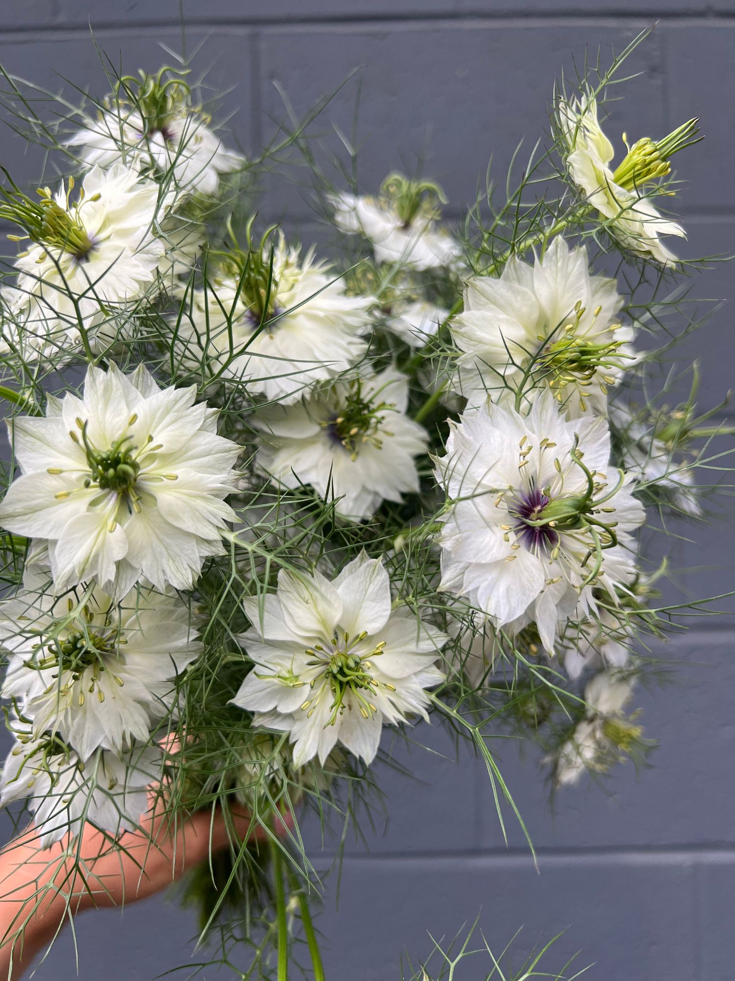 NIGELLA papillosa Cramer's Plum