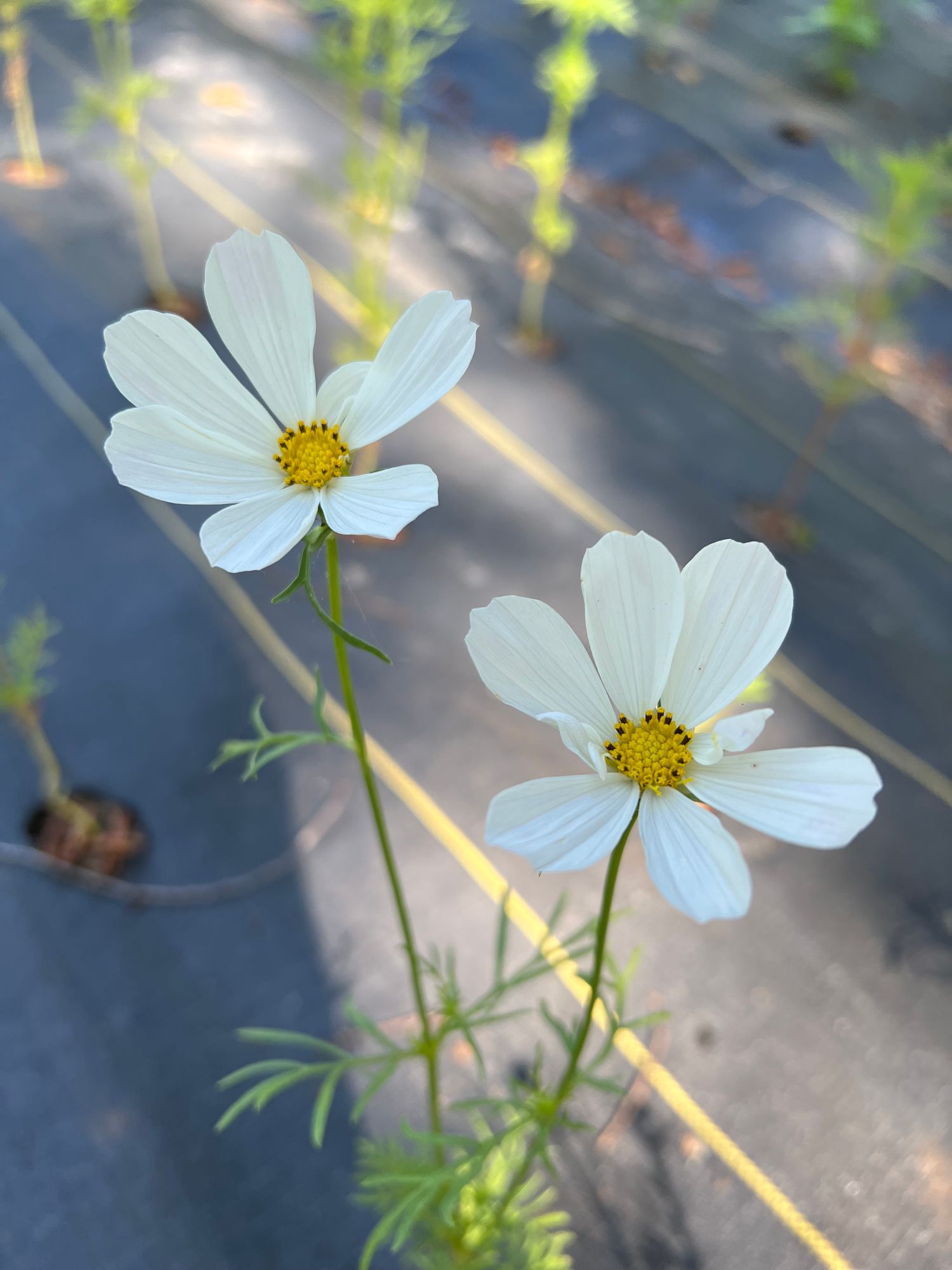 COSMOS bipinnatus Afternoon White