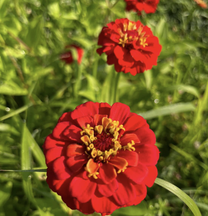 ZINNIA elegans Oklahoma Series