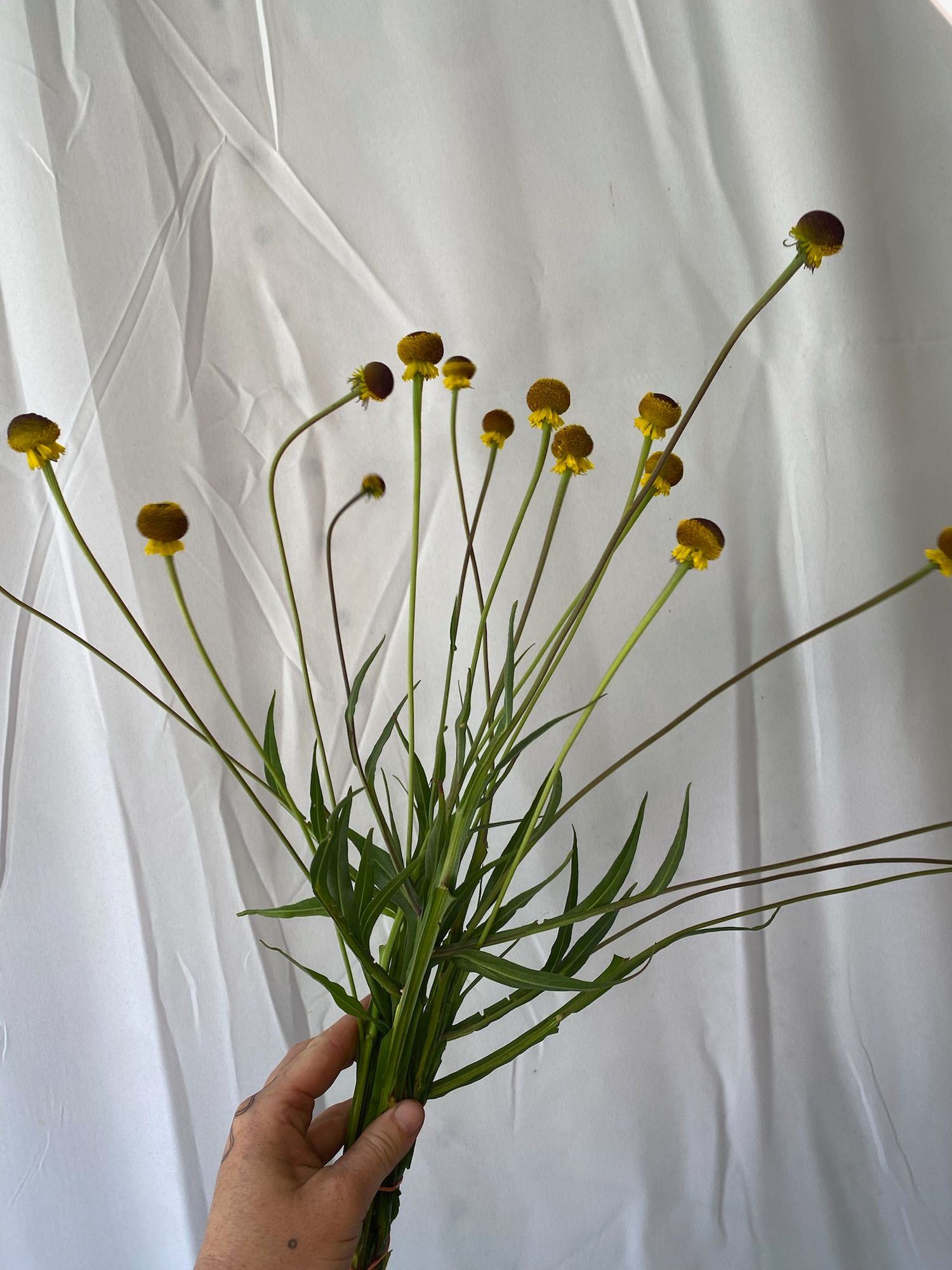 HELENIUM puberulum Autumn Lollipop