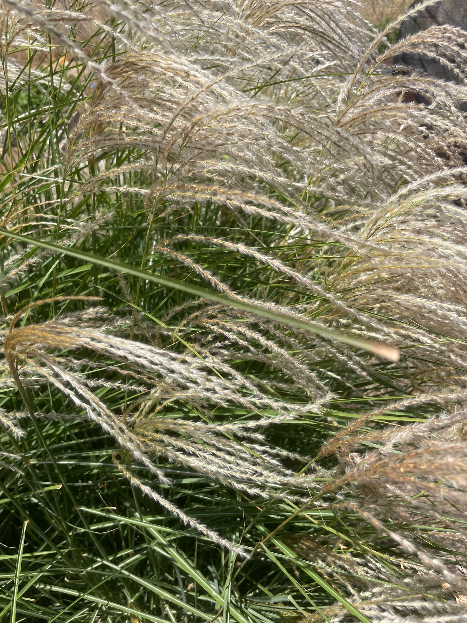 MISCANTHUS oligostachyus