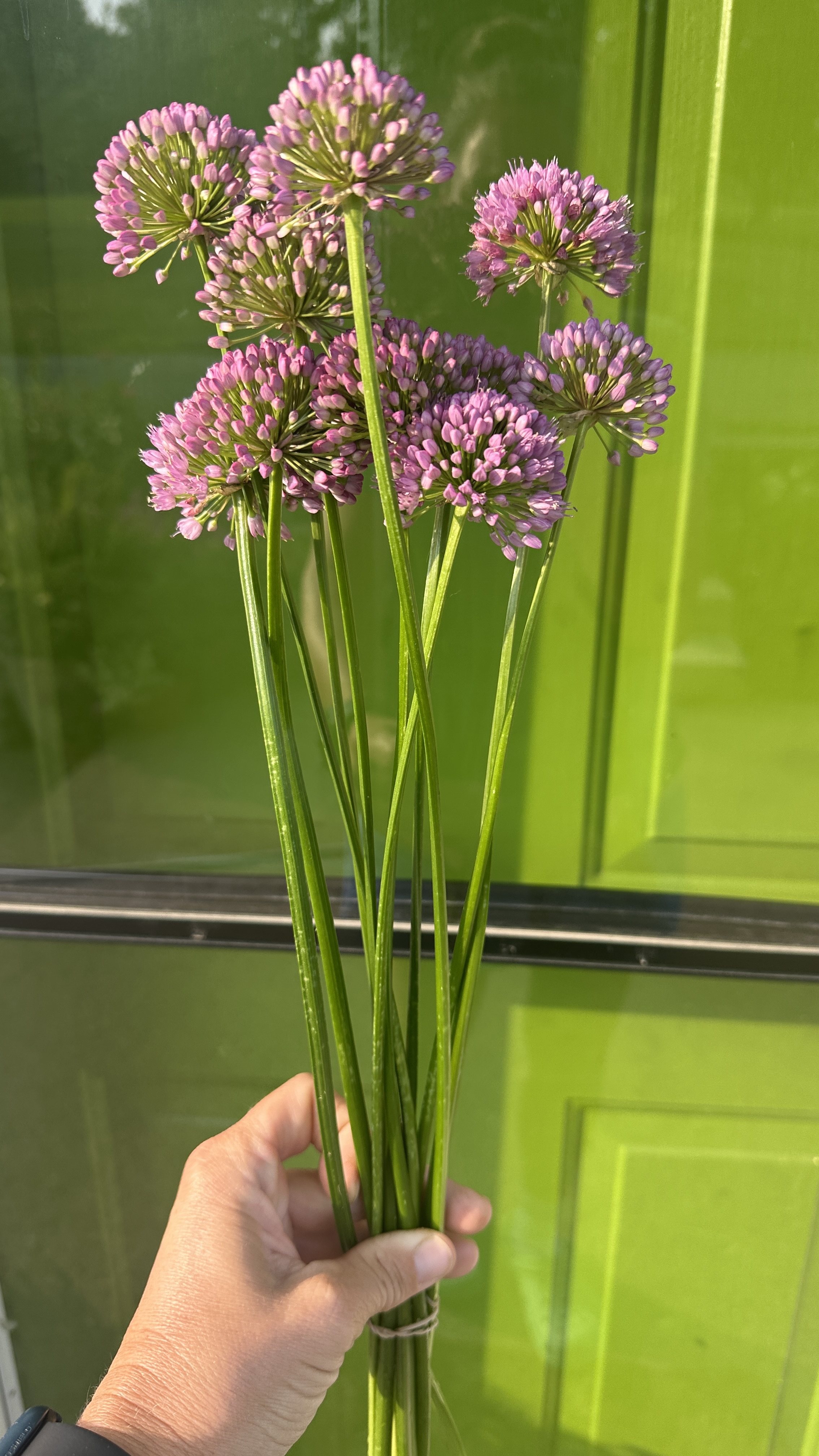ALLIUM