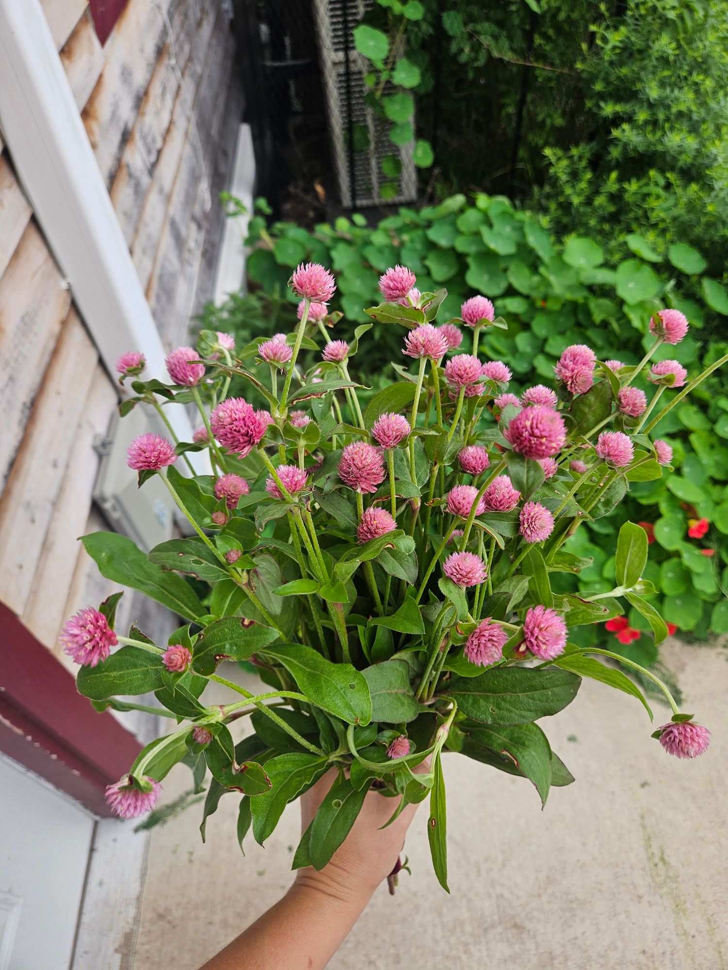 GOMPHRENA globosa Raspberry Cream