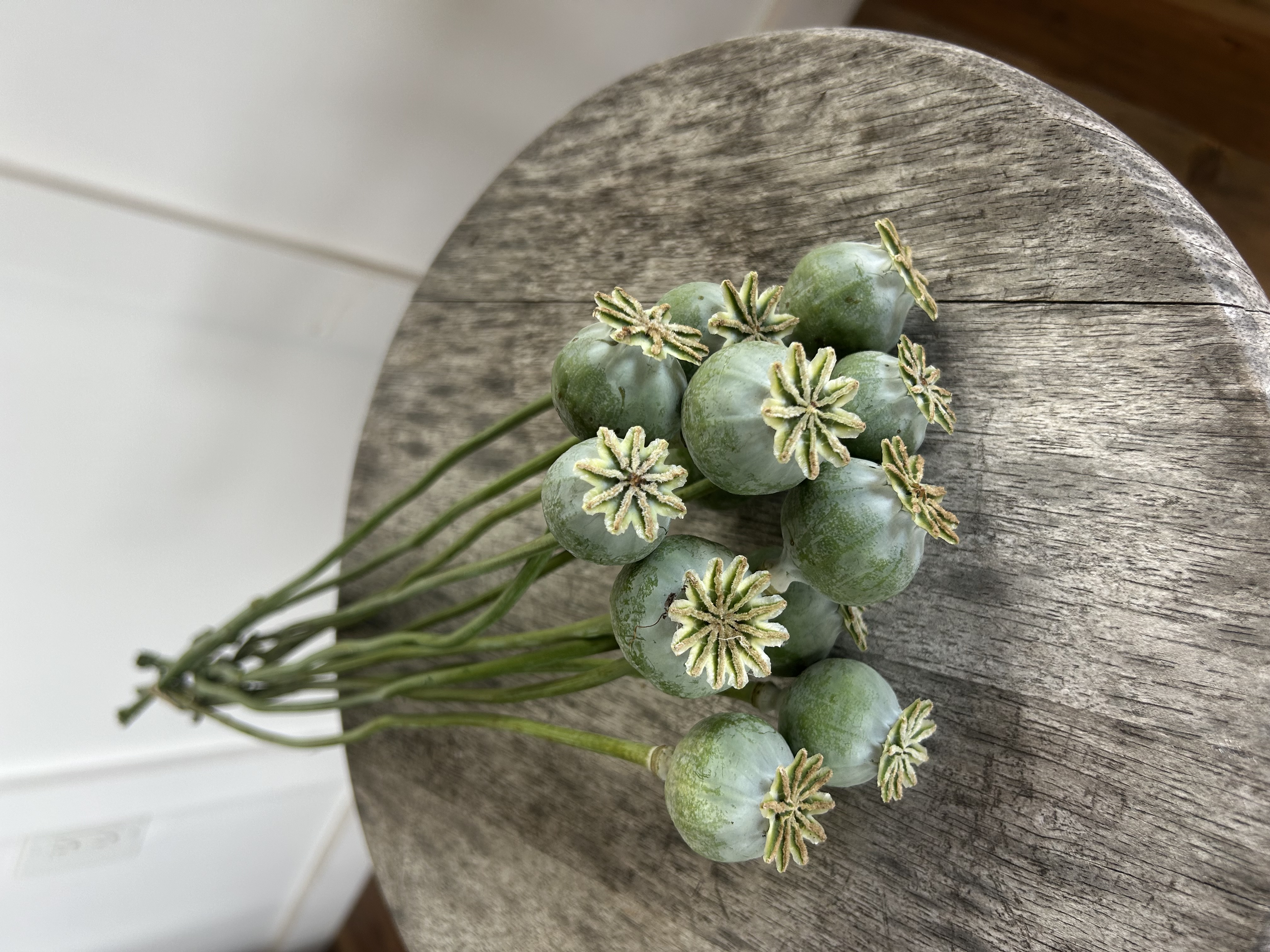 PAPAVER