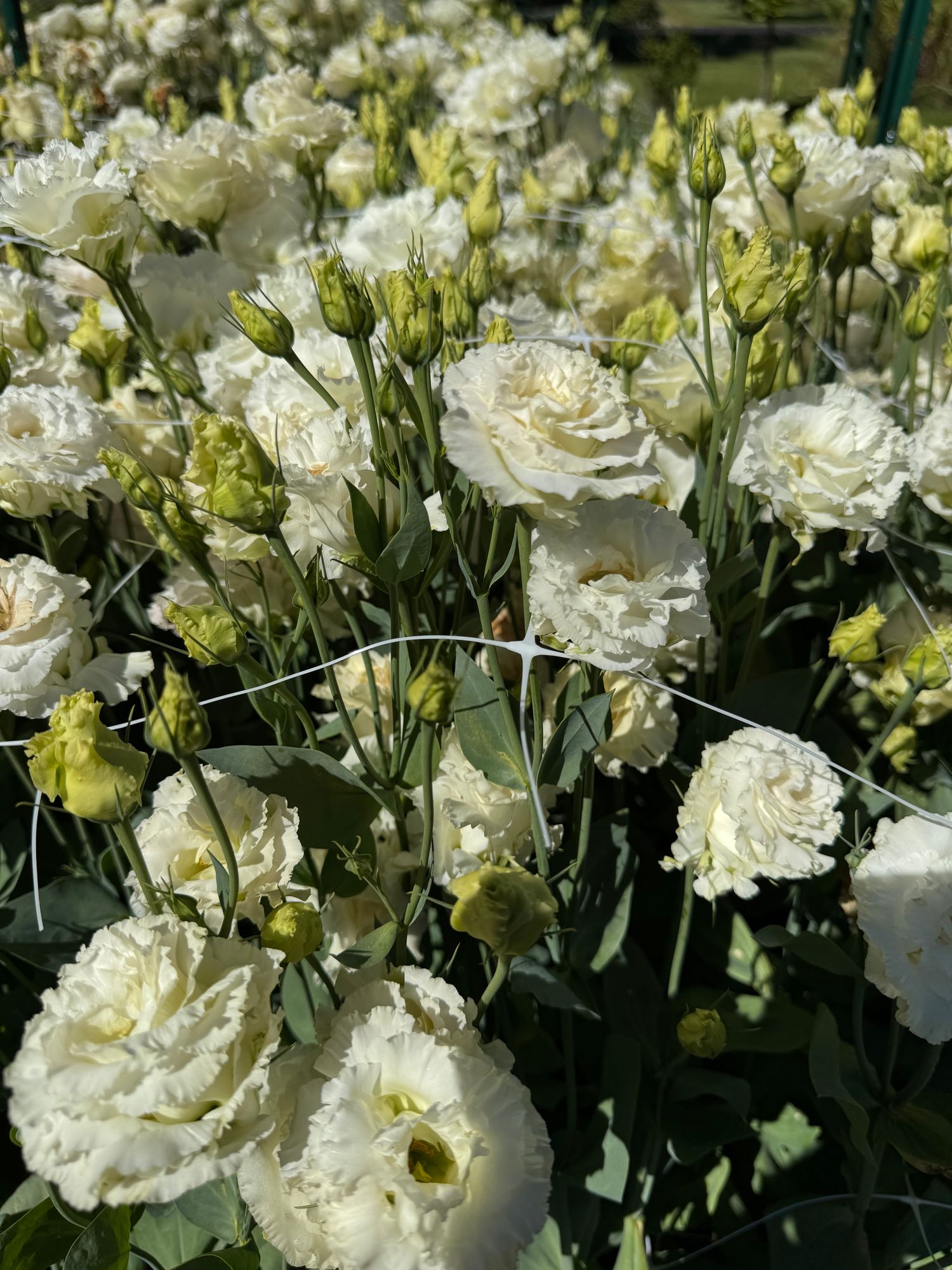 EUSTOMA grandiflorum Voyage First Love