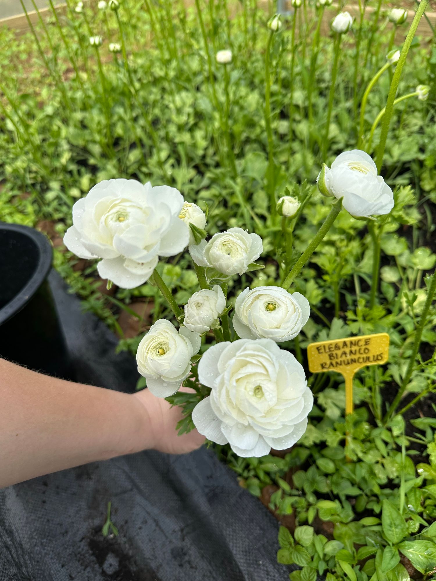 RANUNCULUS Elegance Bianco