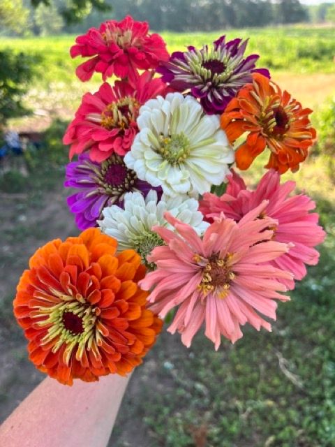 ZINNIA elegans Benarys Giant