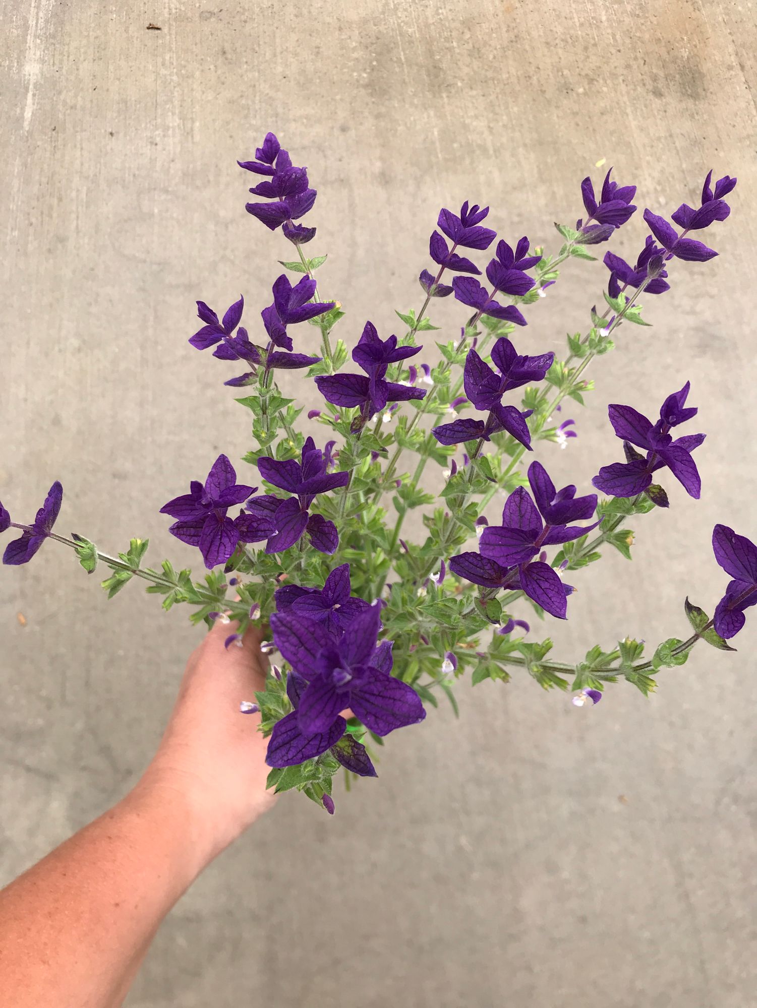 SALVIA horminum