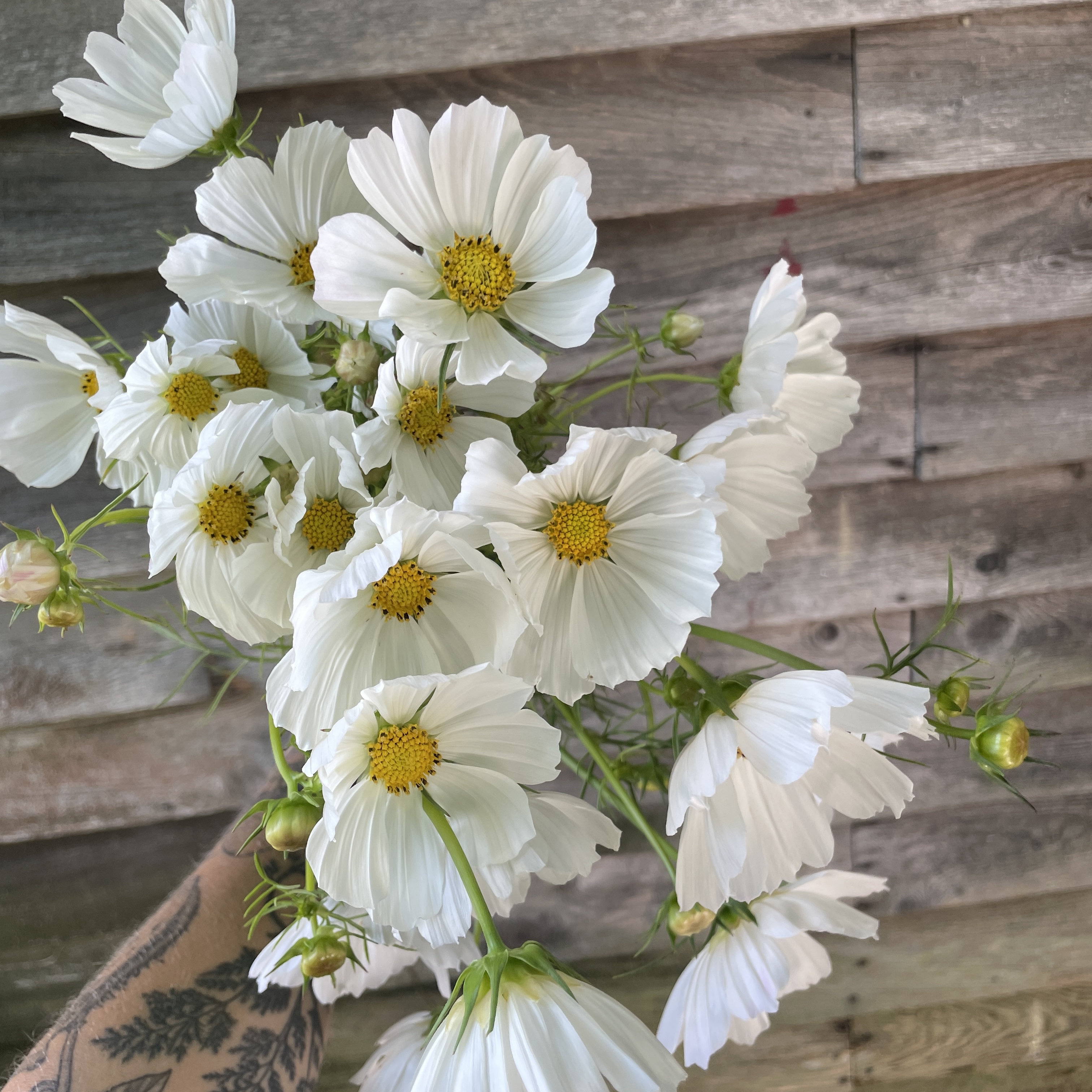 COSMOS bipinnatus Afternoon White