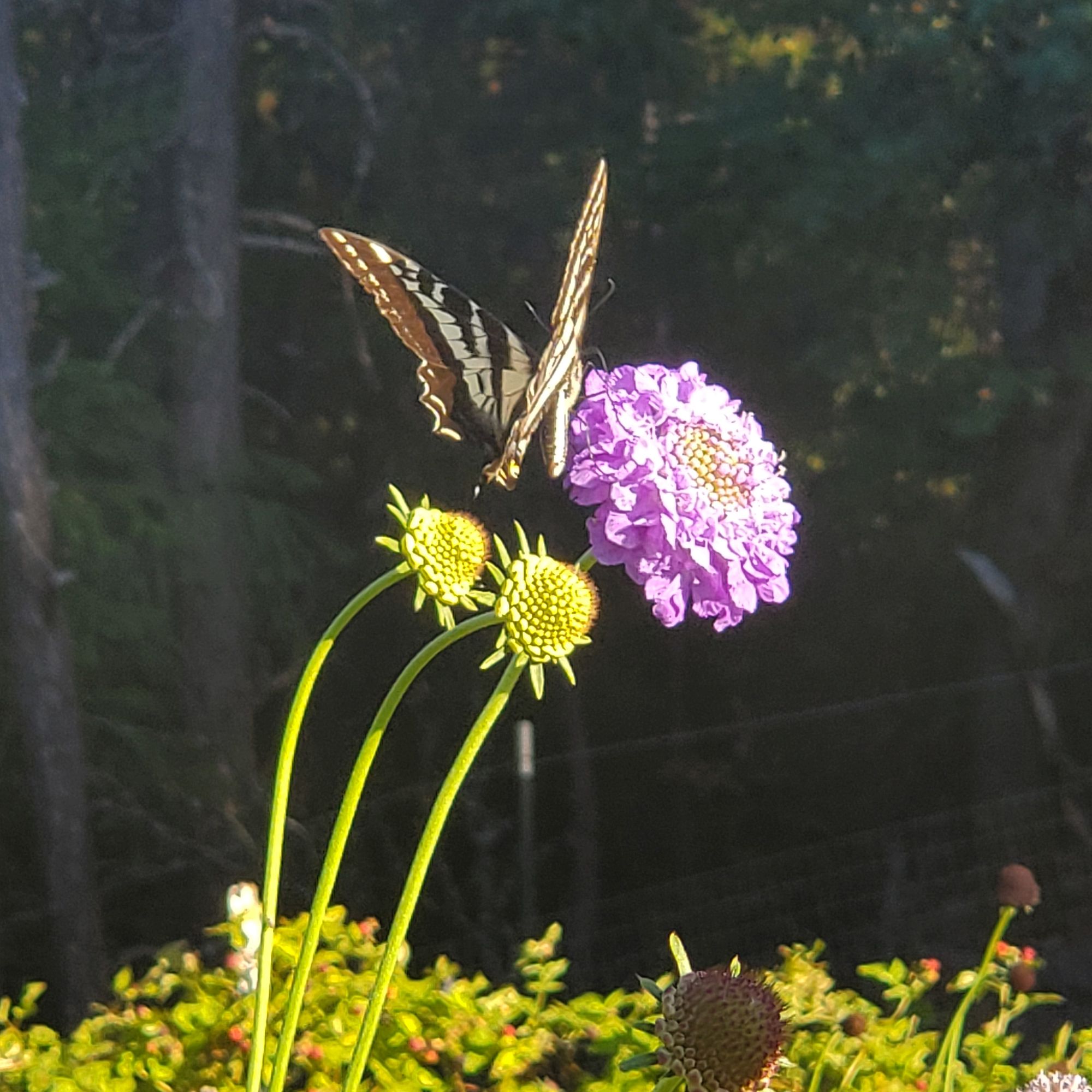 SCABIOSA atropurpurea Oxford Blue