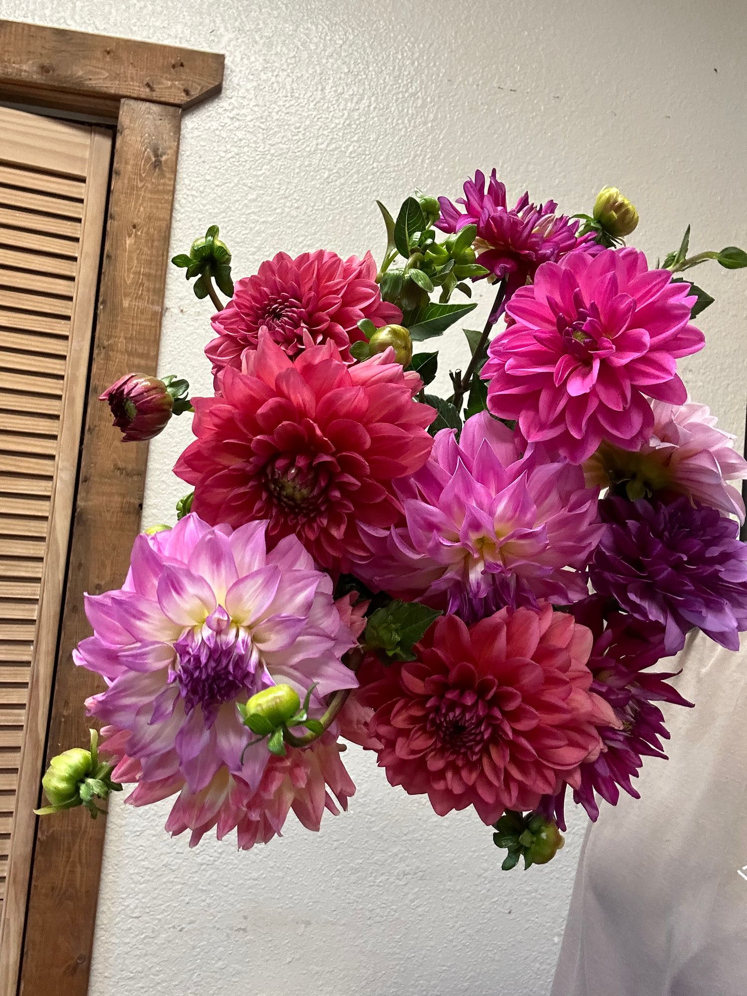 DAHLIA Decorative