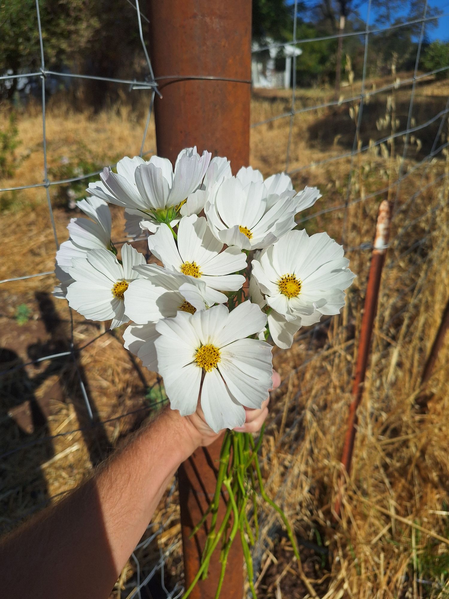 COSMOS bipinnatus Afternoon White