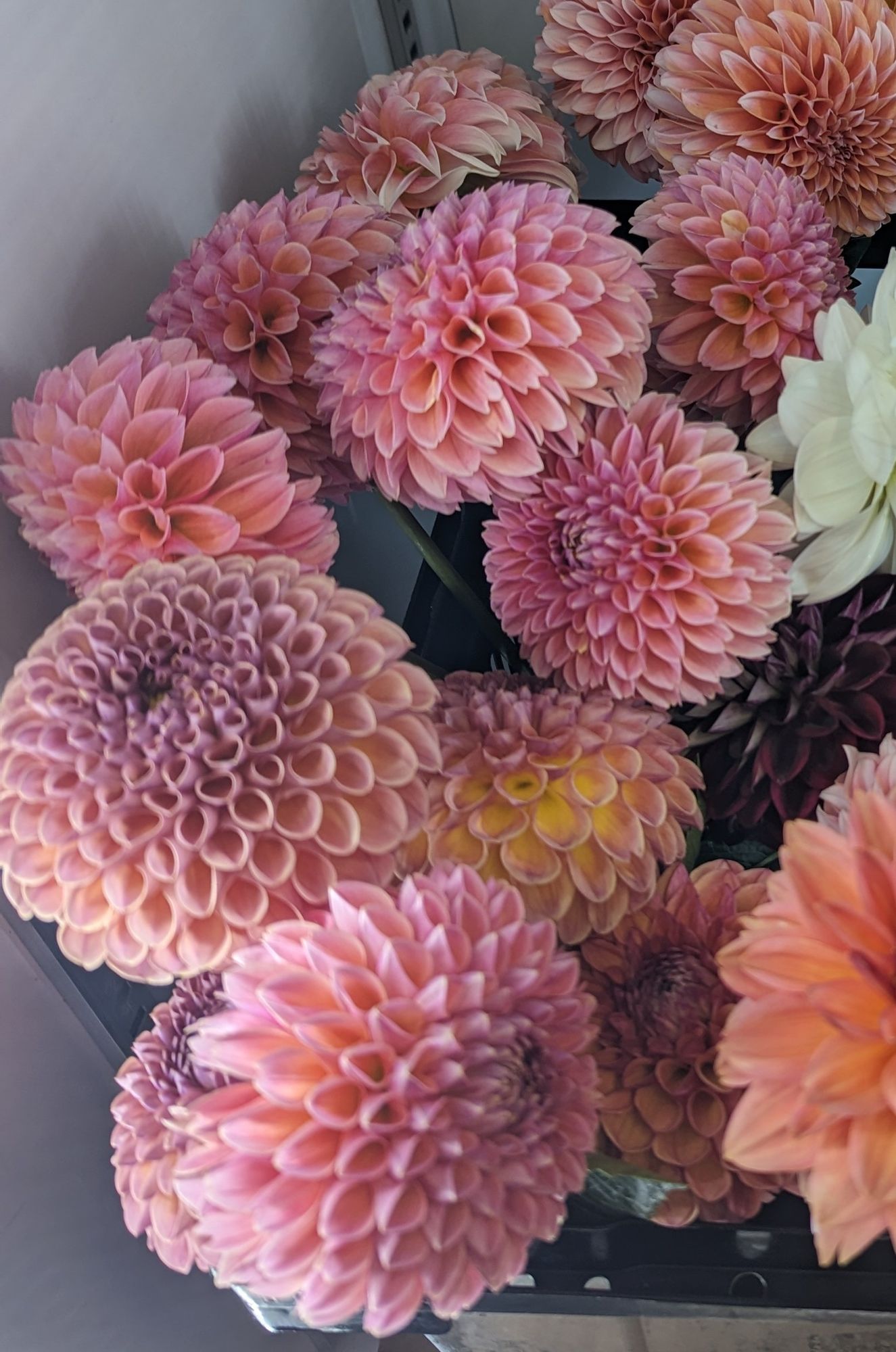 DAHLIA Ball