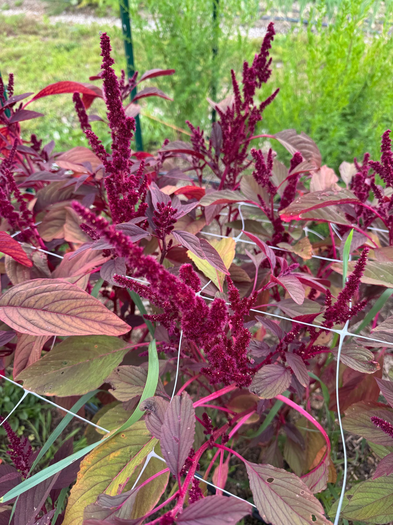 AMARANTHUS cruentus Red Spike