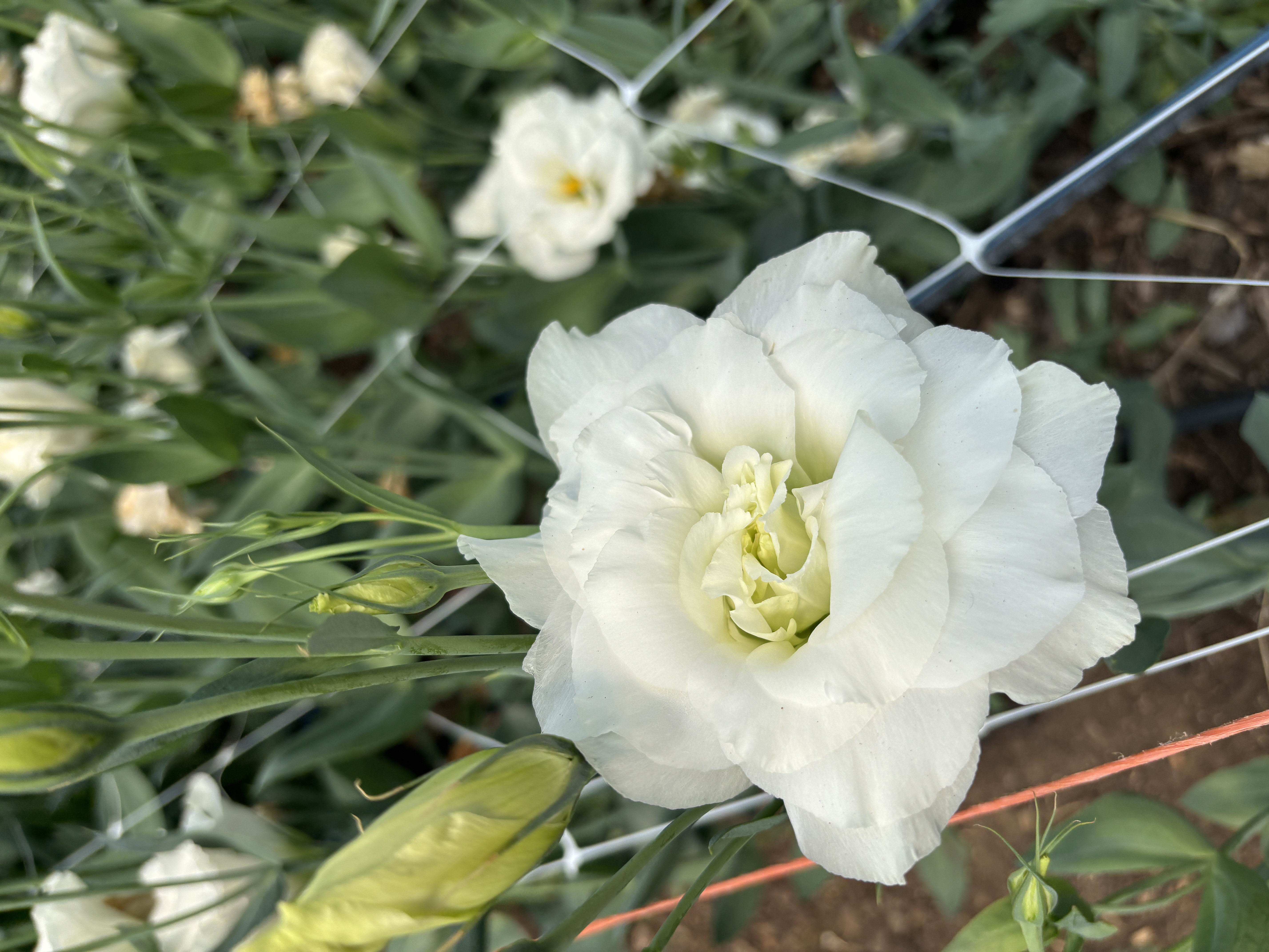 EUSTOMA grandiflorum ABC White