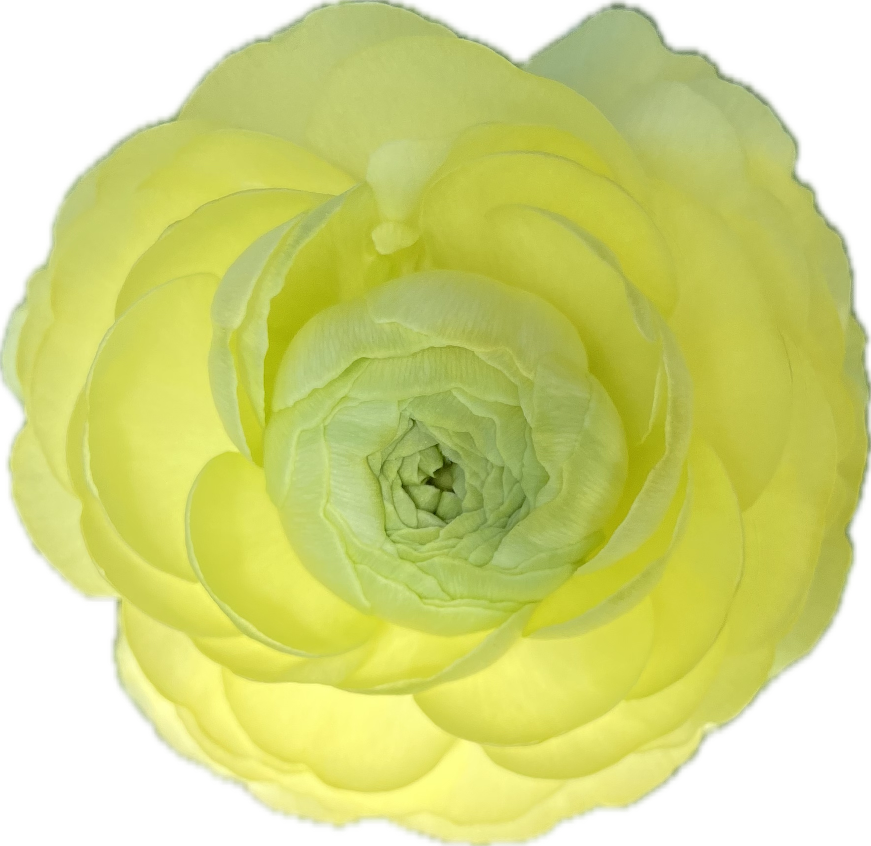 RANUNCULUS