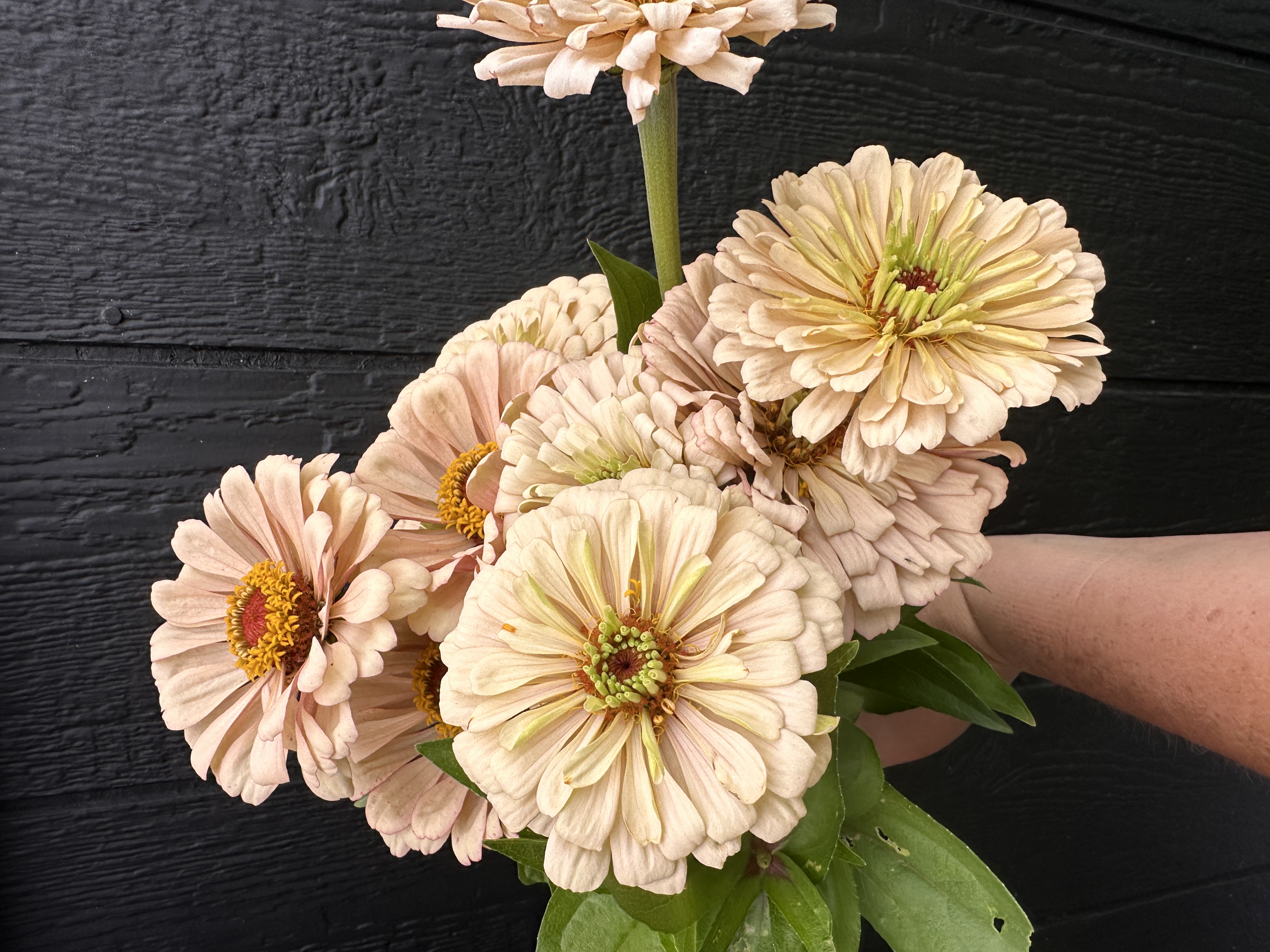 ZINNIA elegans Linen