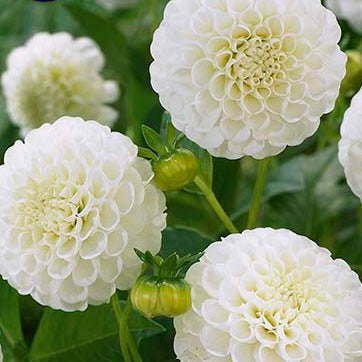 DAHLIA Kona