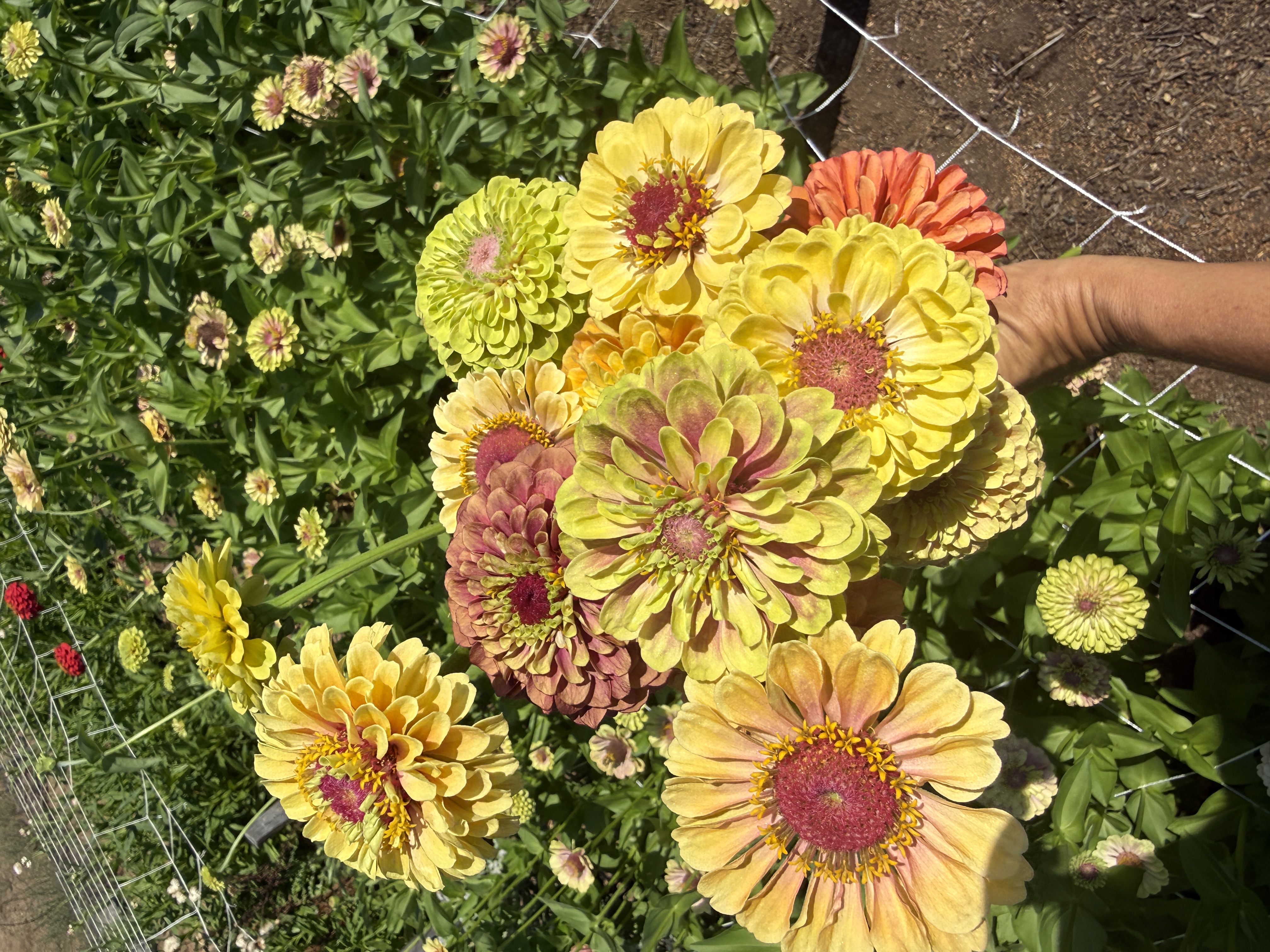 ZINNIA