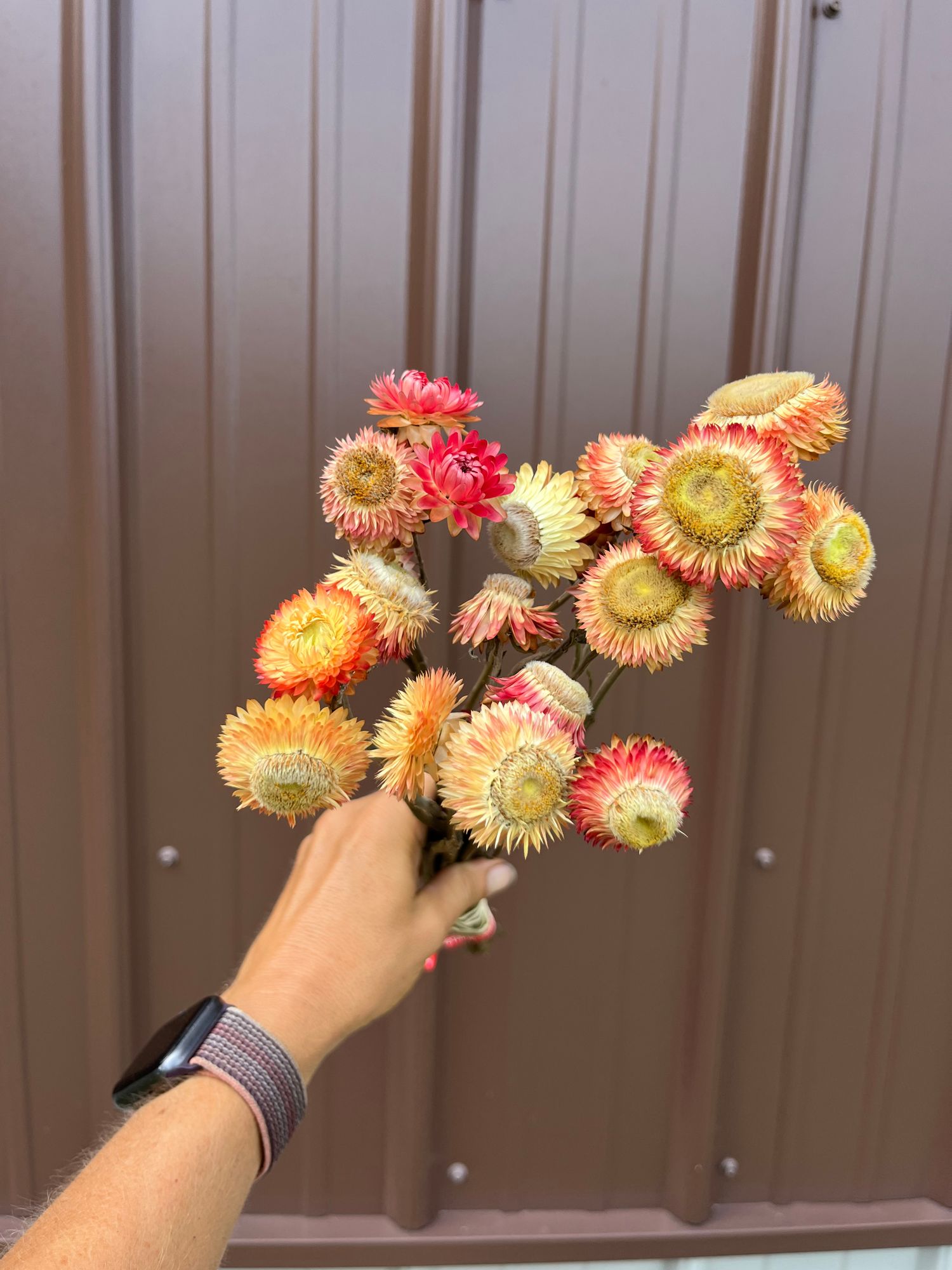 XEROCHRYSUM bracteatum Apricot Peach