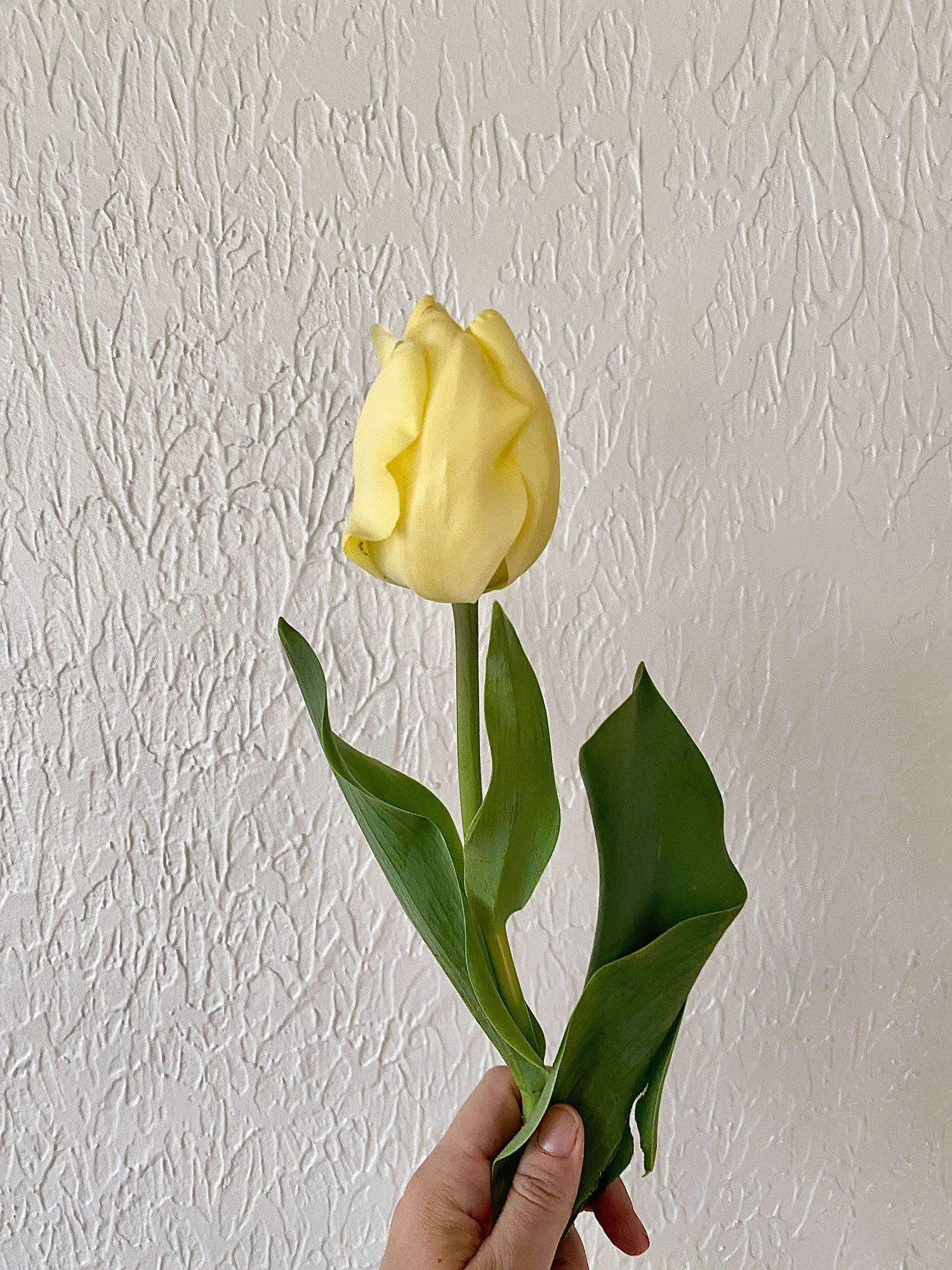 TULIPA Ivory Floradale