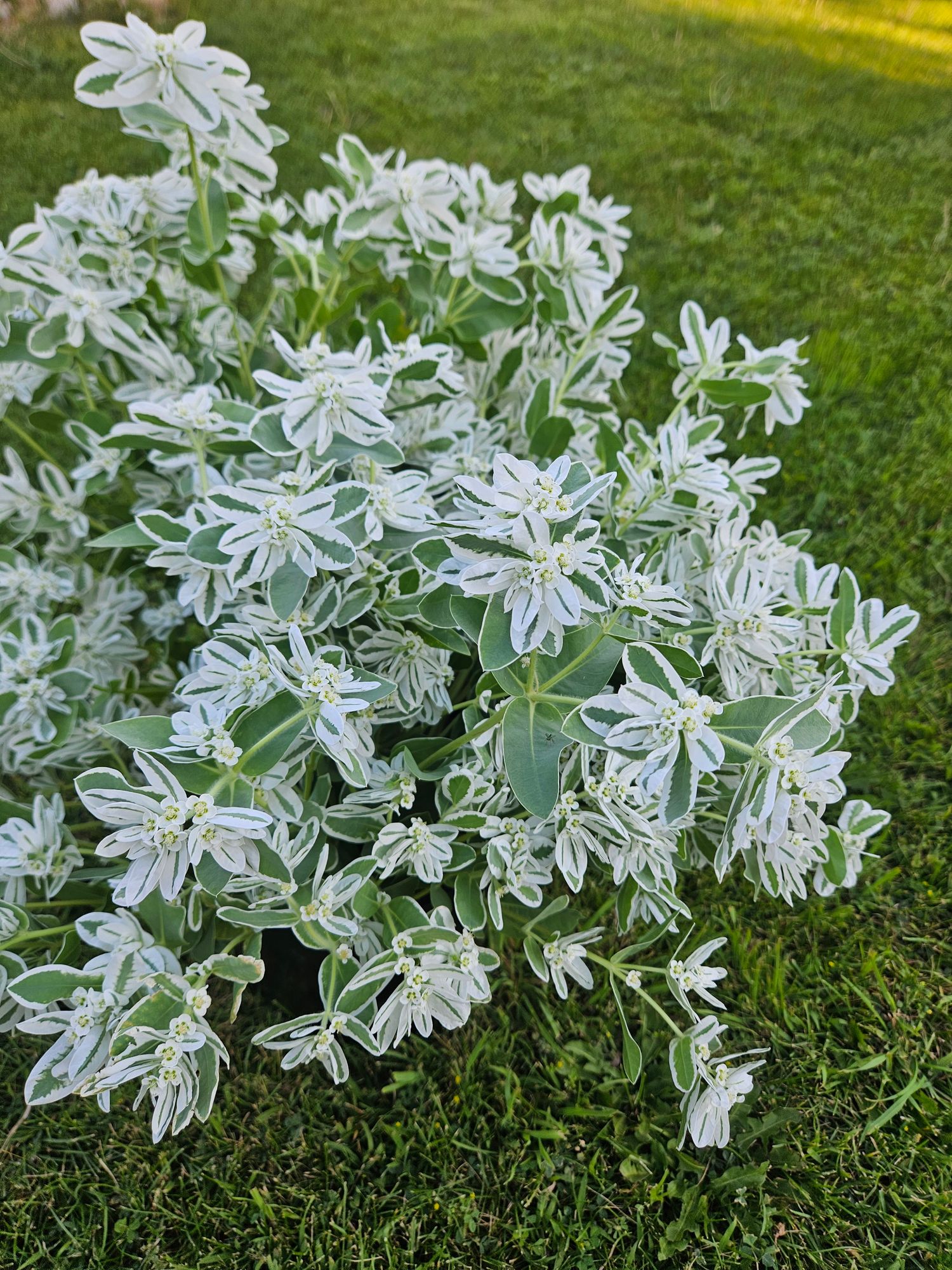 EUPHORBIA polychroma
