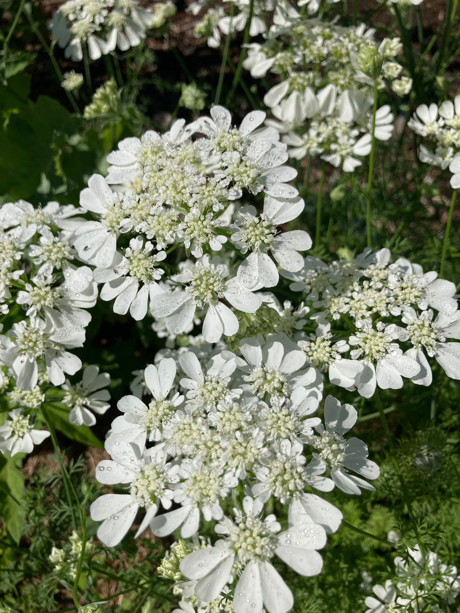 ORLAYA grandiflora