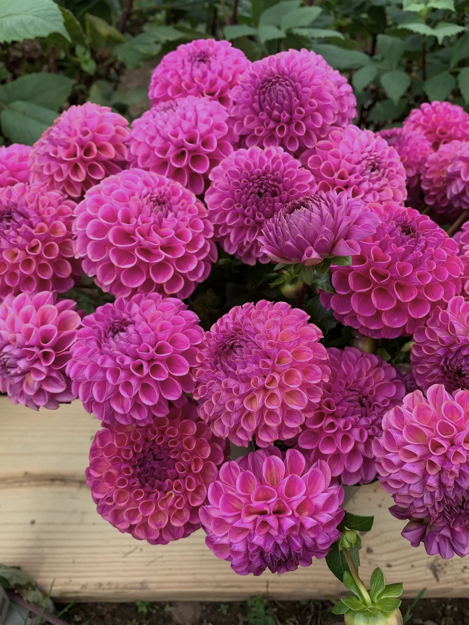 DAHLIA Caitlins Joy