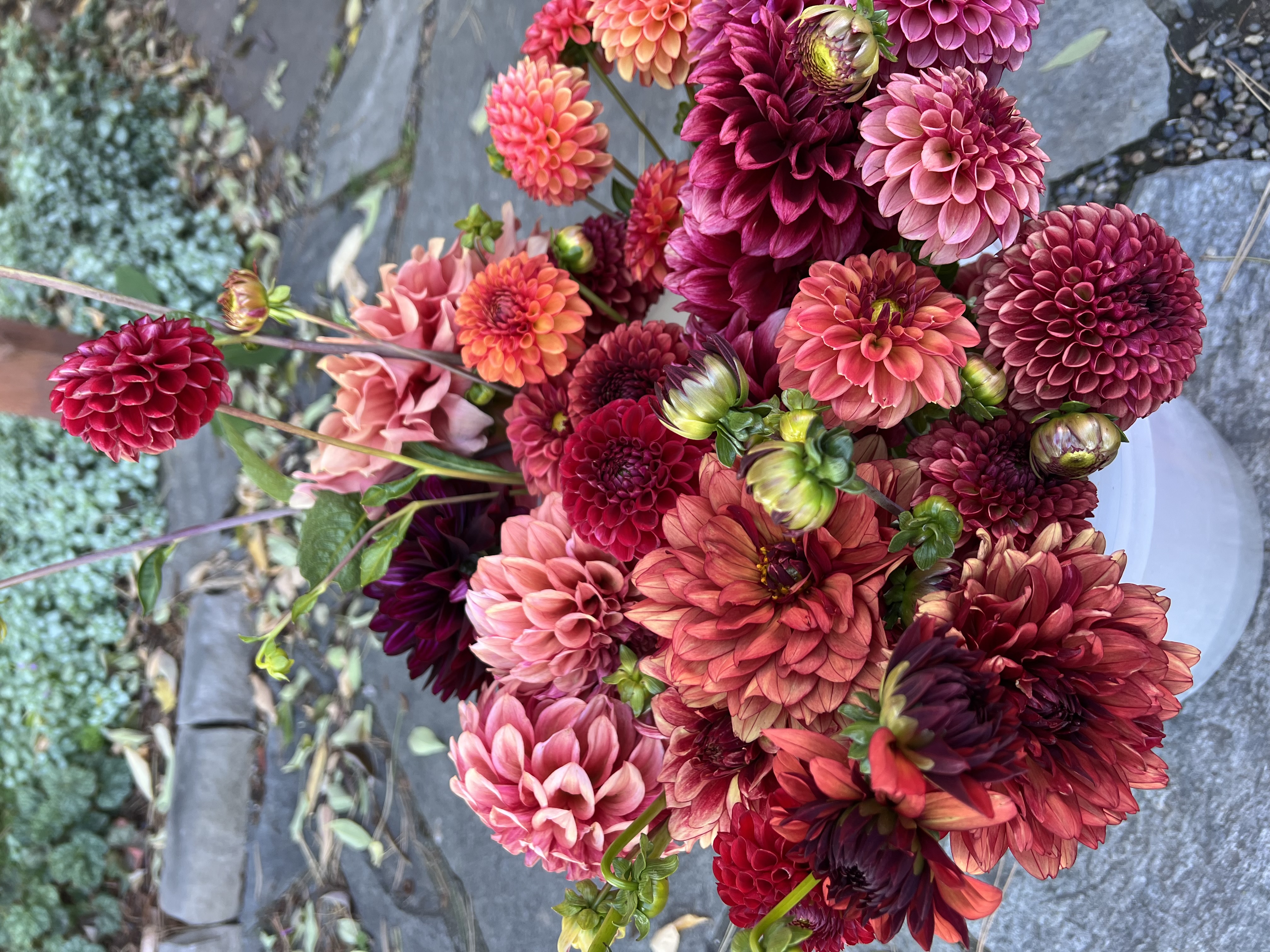 DAHLIA Decorative
