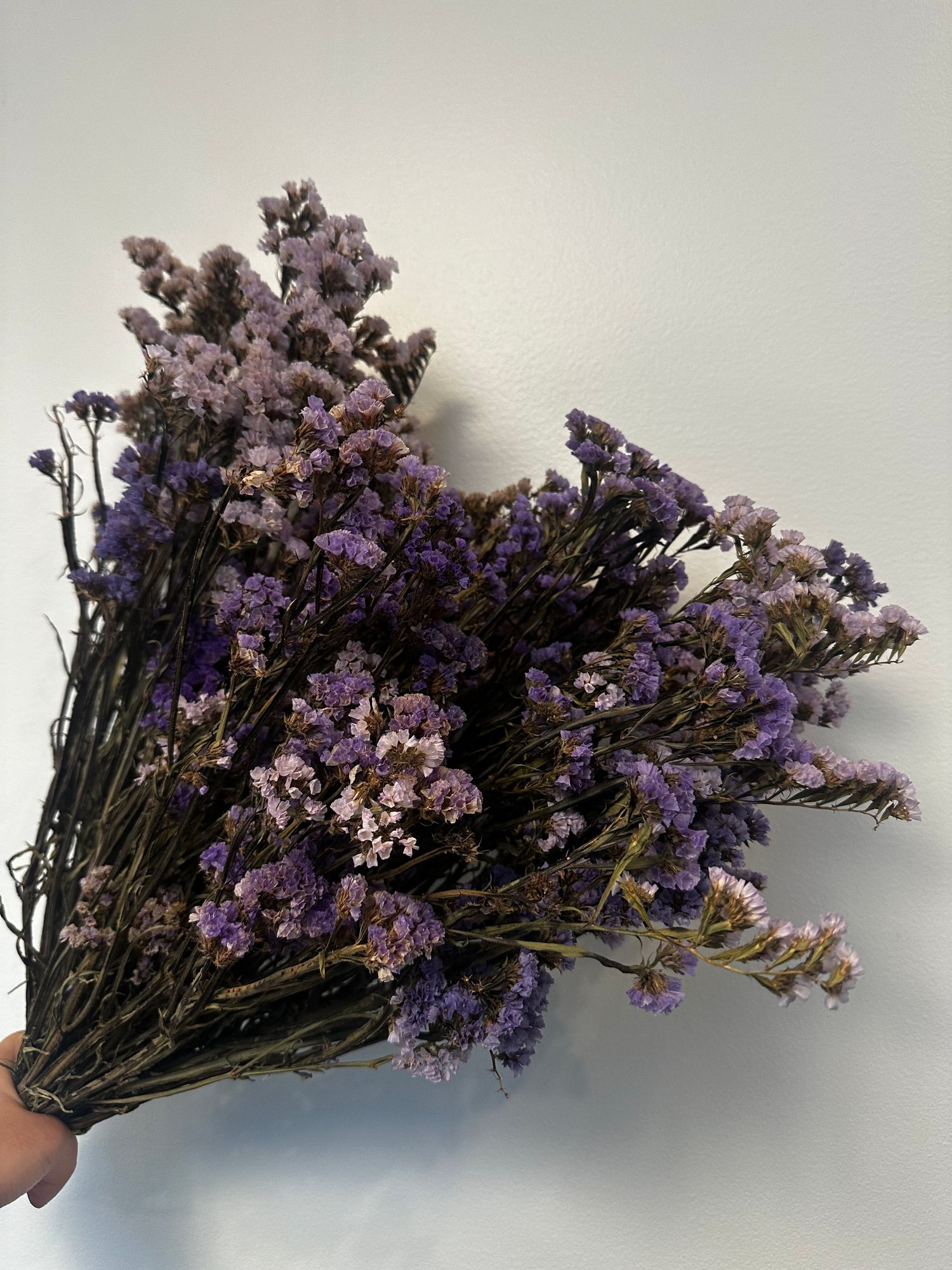 LIMONIUM sinuatum