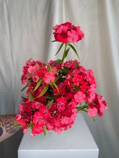 DIANTHUS barbatus Sweet Coral