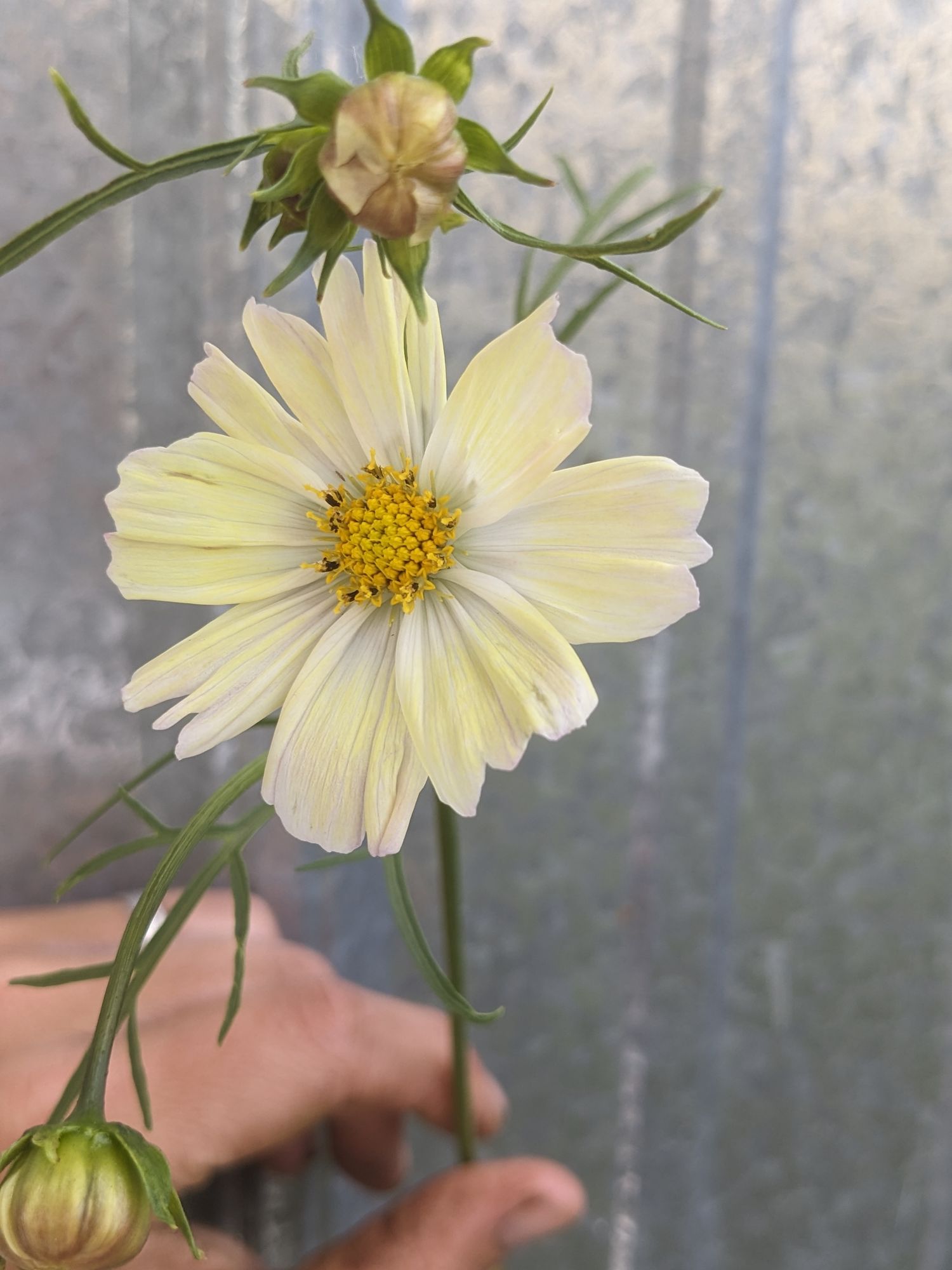COSMOS