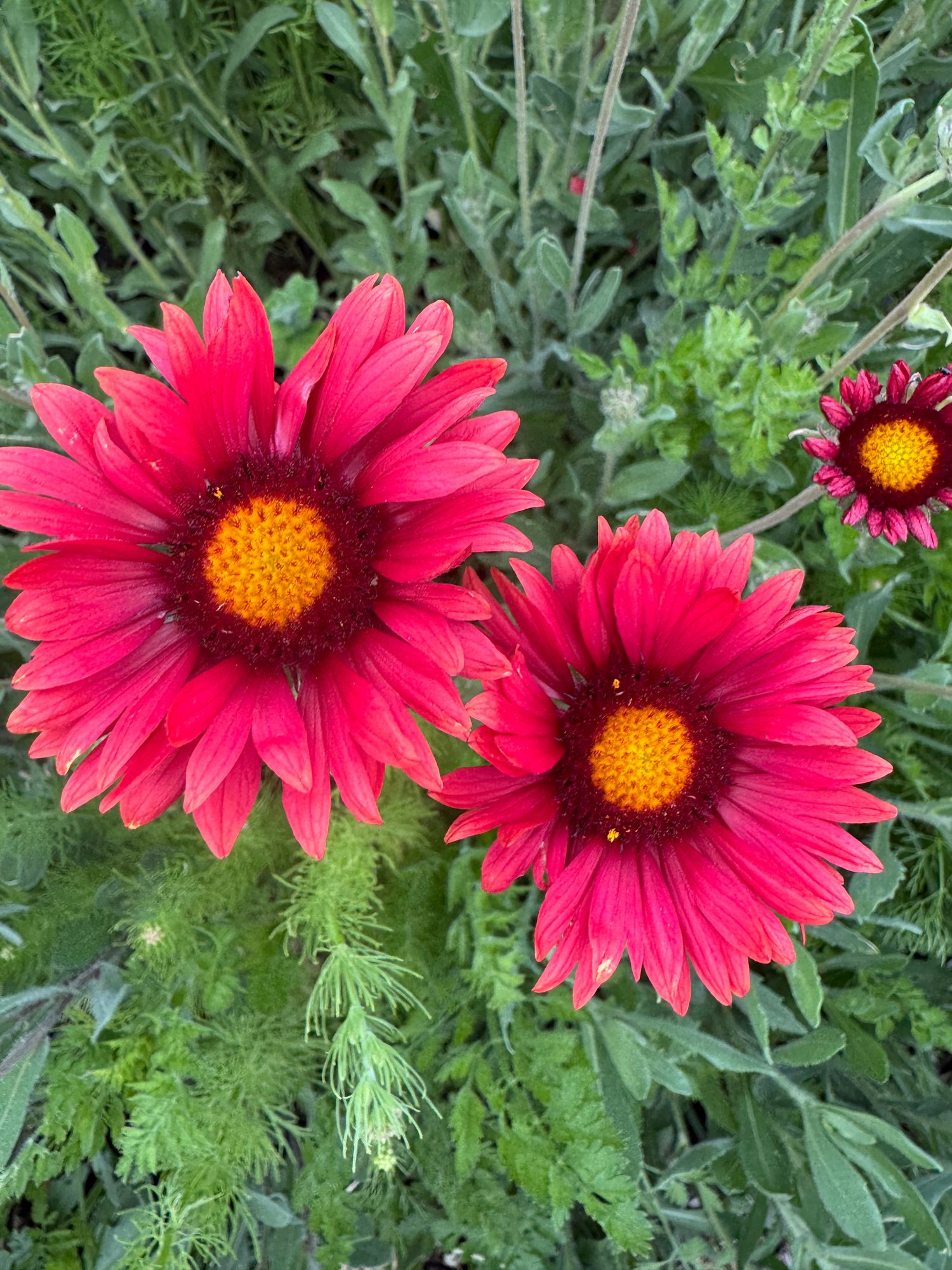 GAILLARDIA pulchella Lorenziana