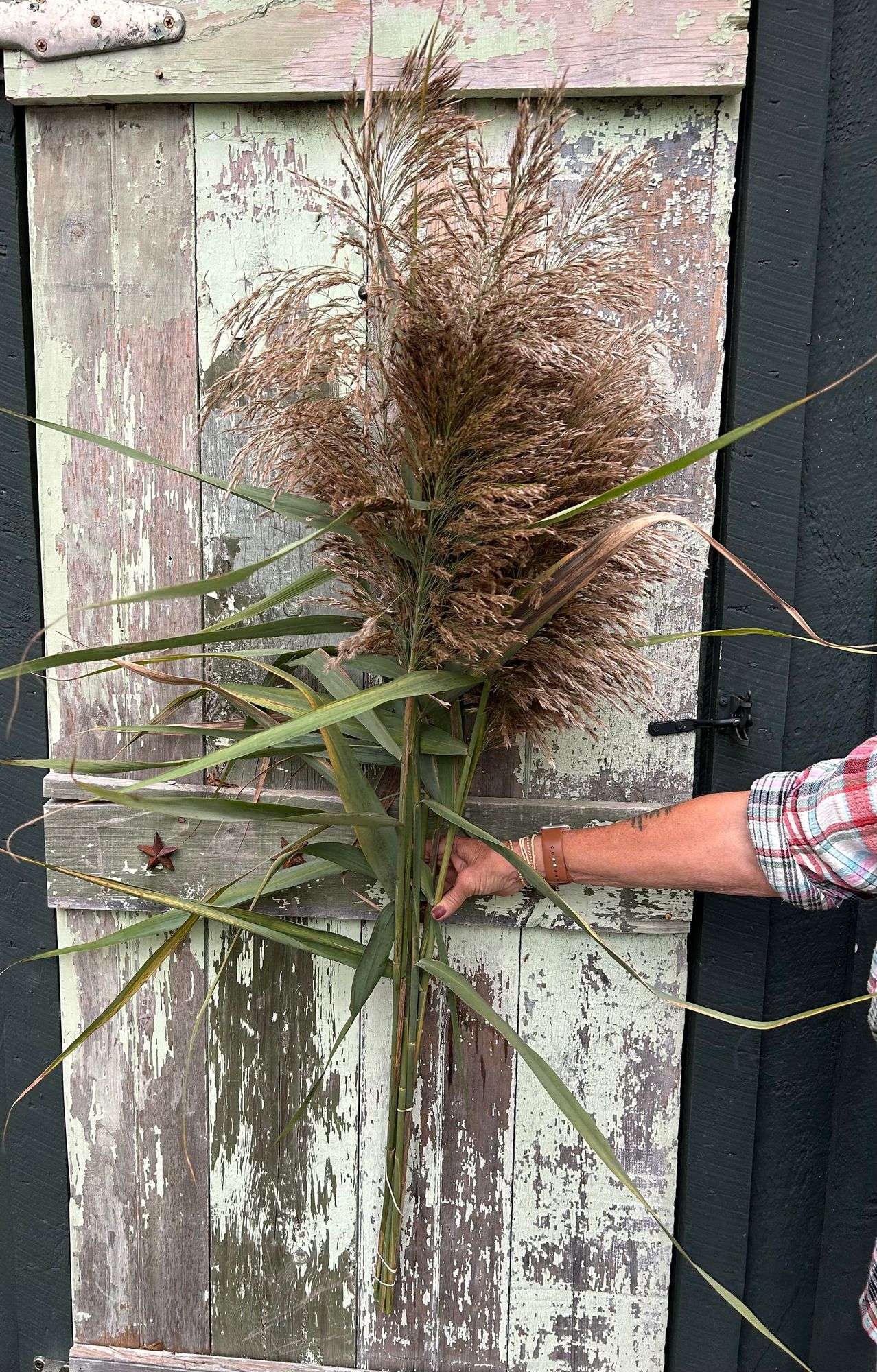 PHRAGMITES australis