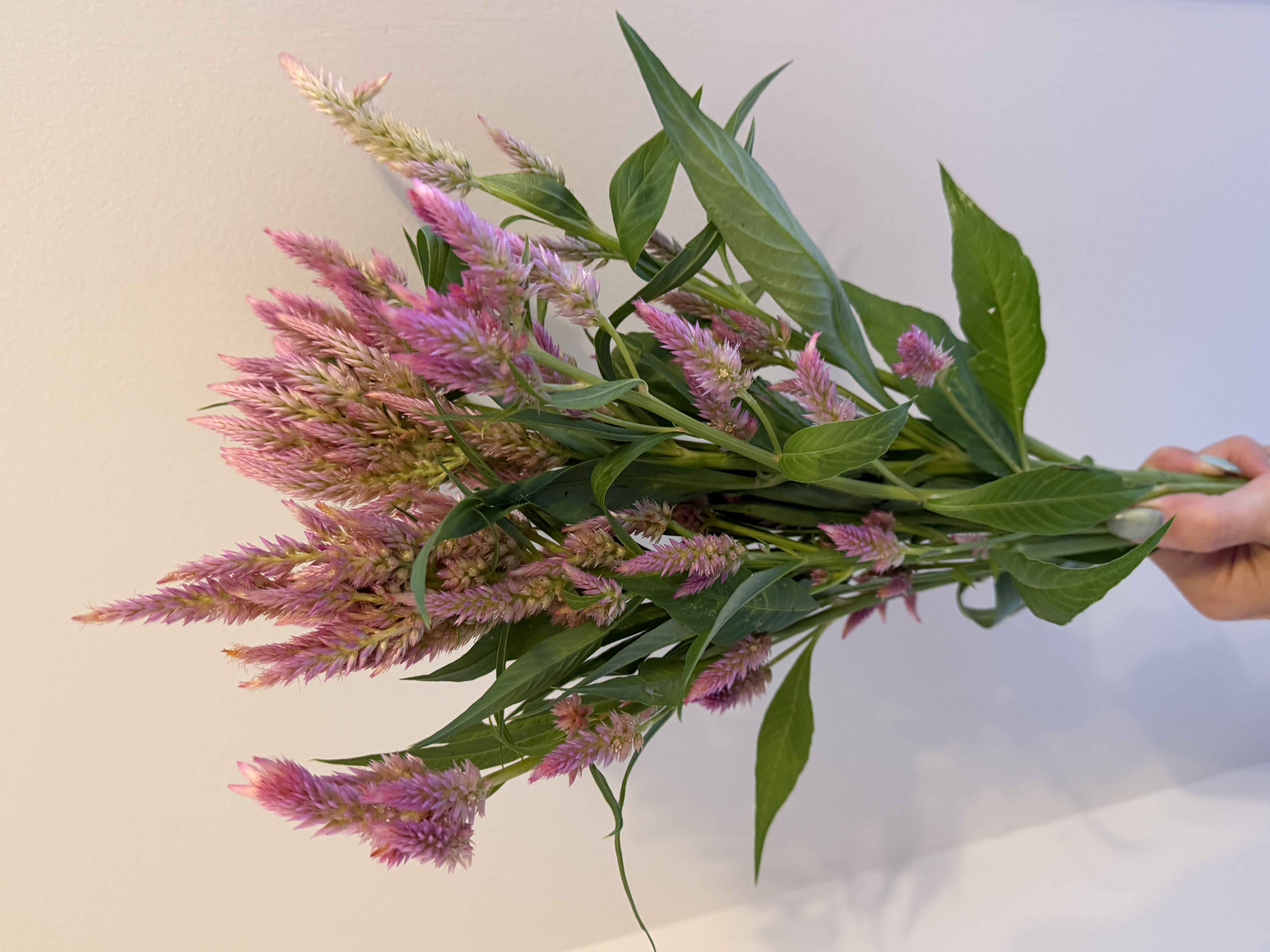 CELOSIA argentea