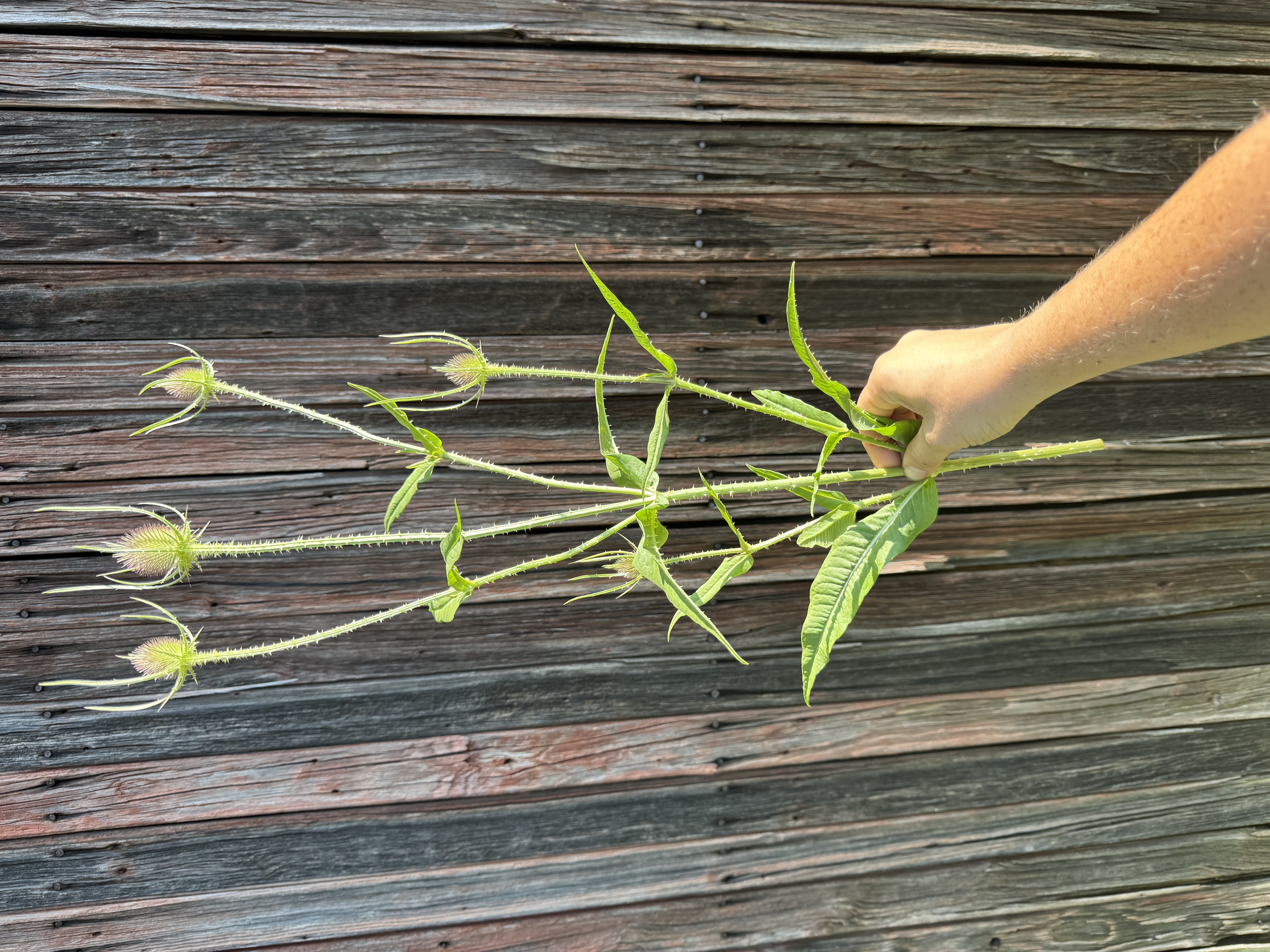 DIPSACUS fullonum