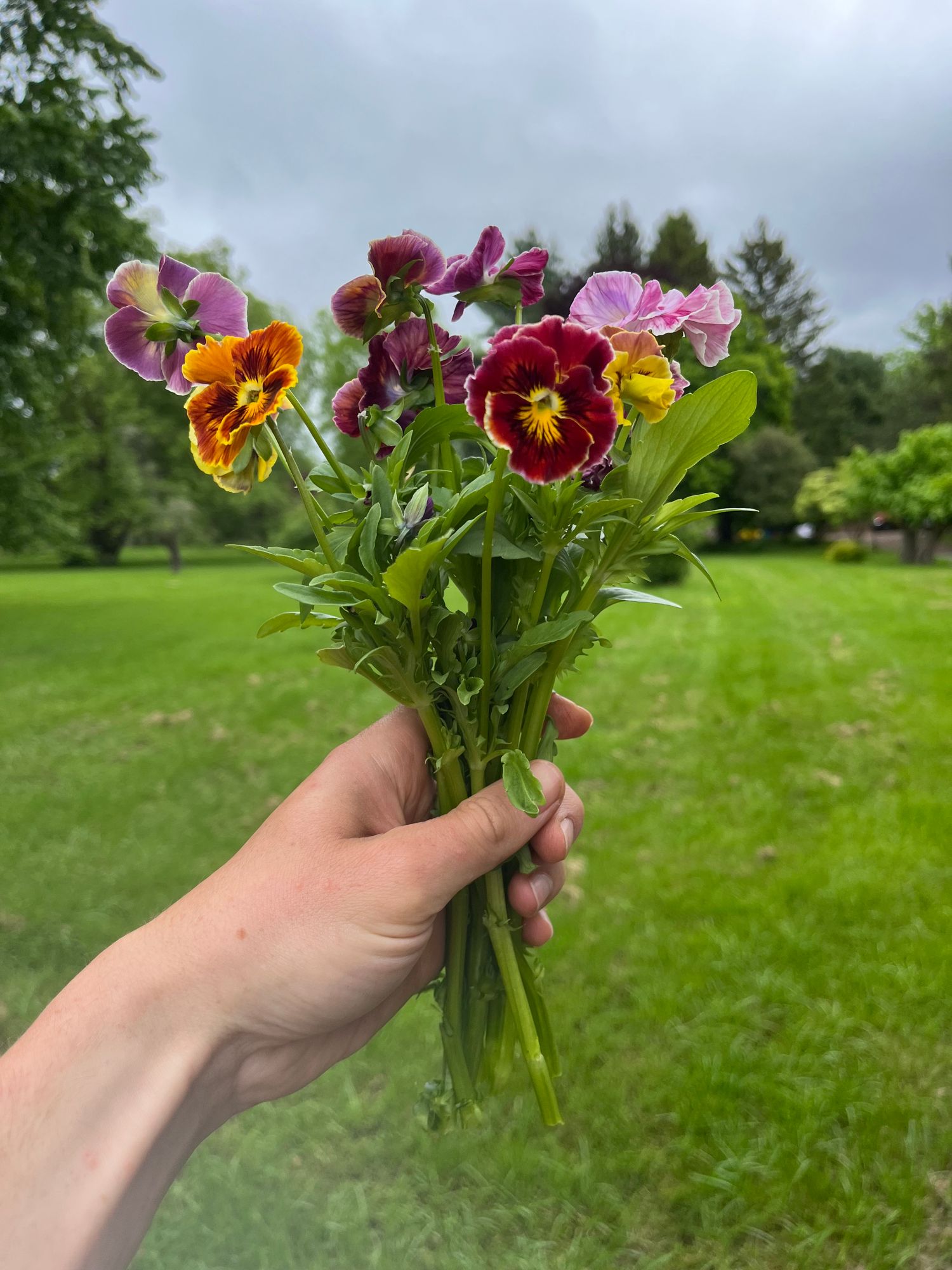 VIOLA x wittrockiana Chianti Mix