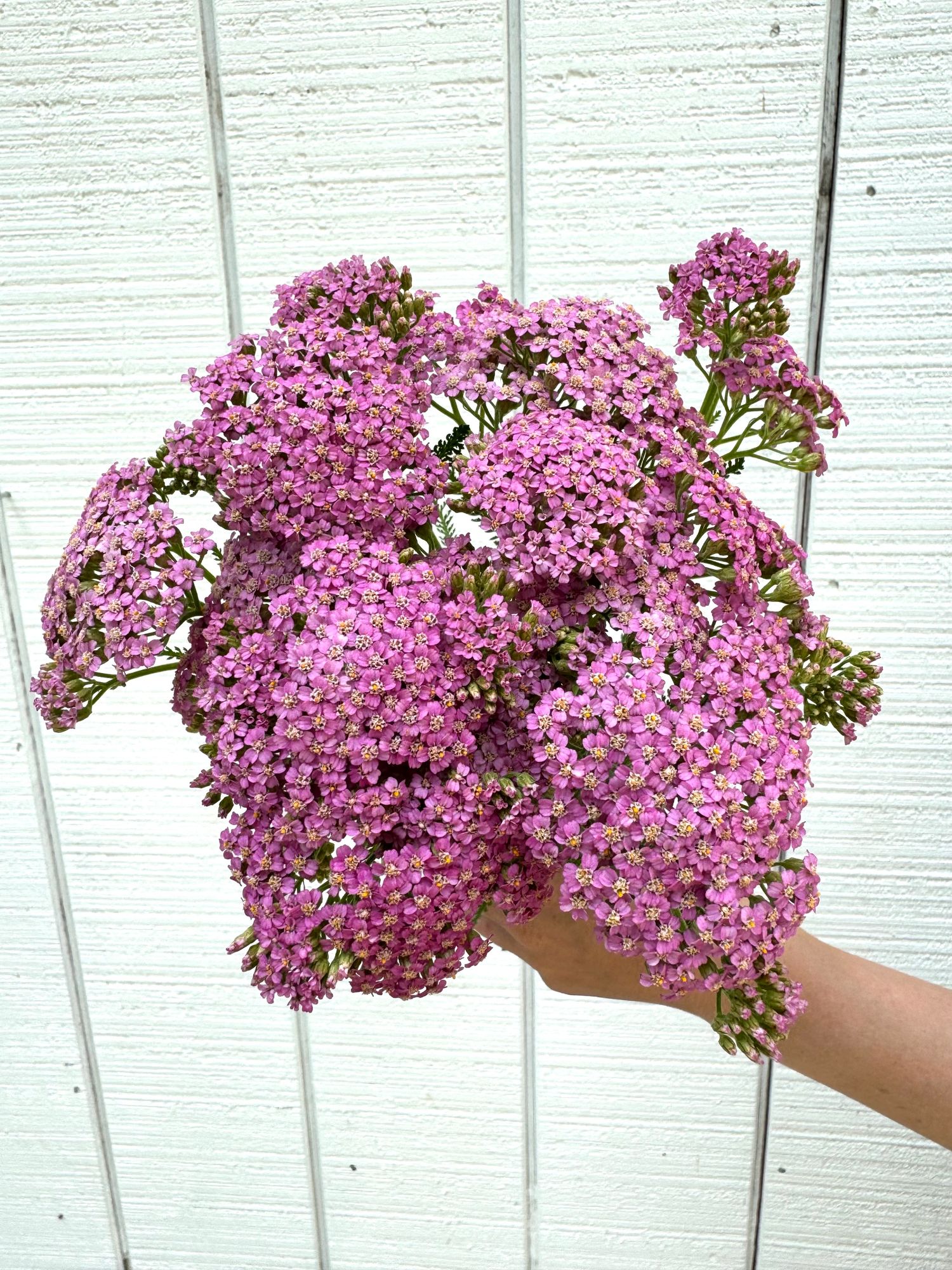 ACHILLEA ageratifolia