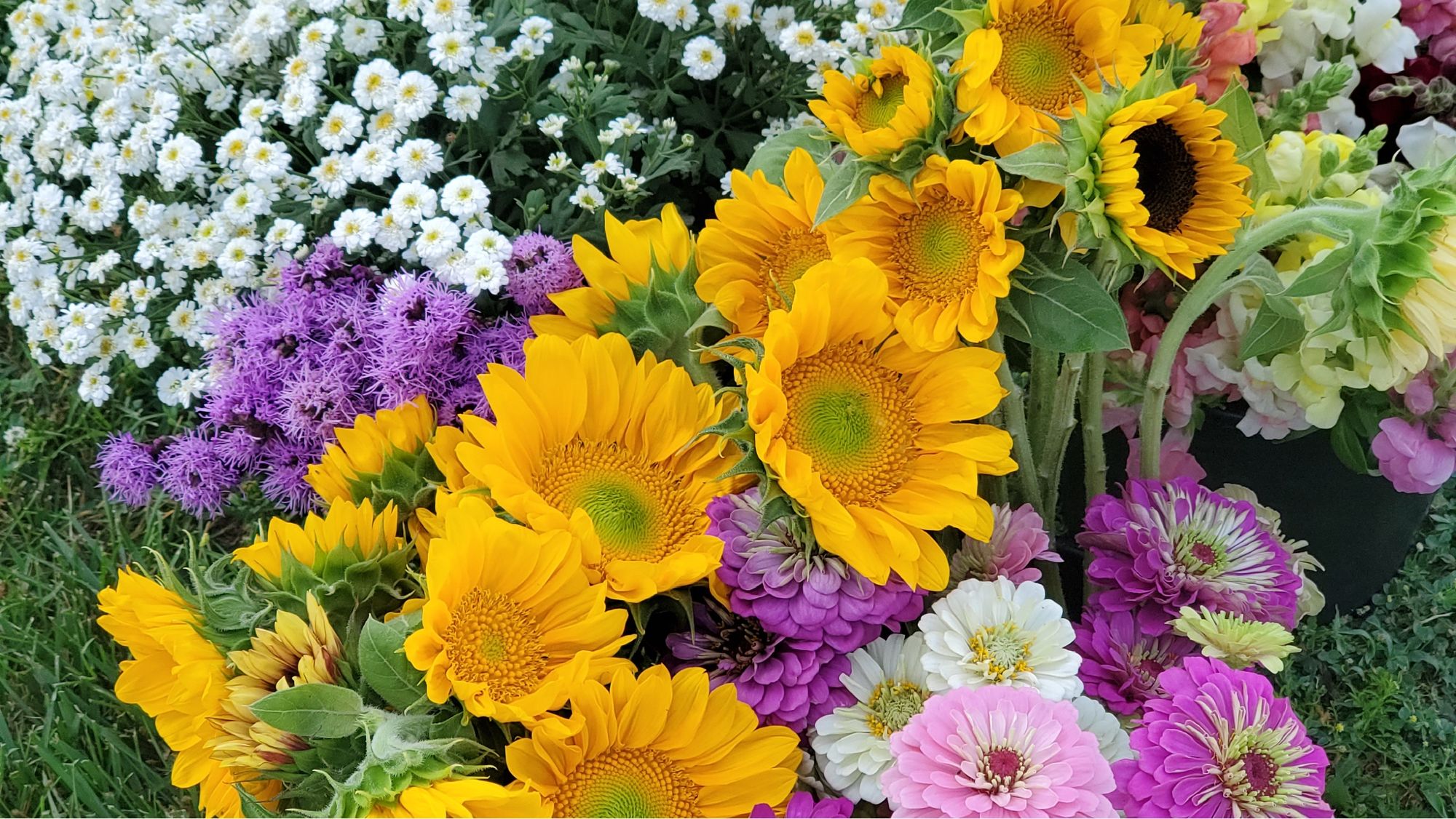 HELIANTHUS annuus ProCut Gold Lite