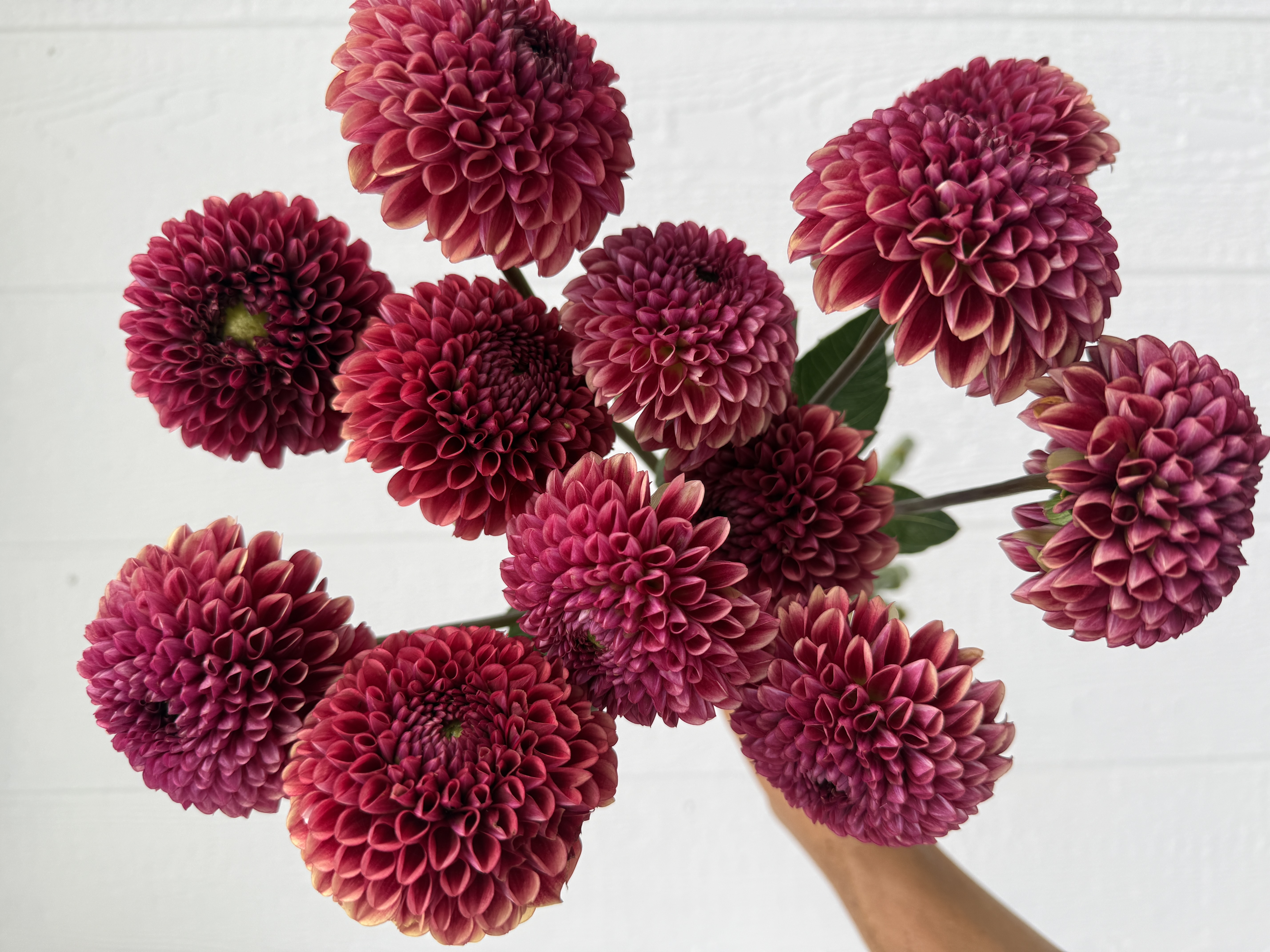 DAHLIA Copper Boy