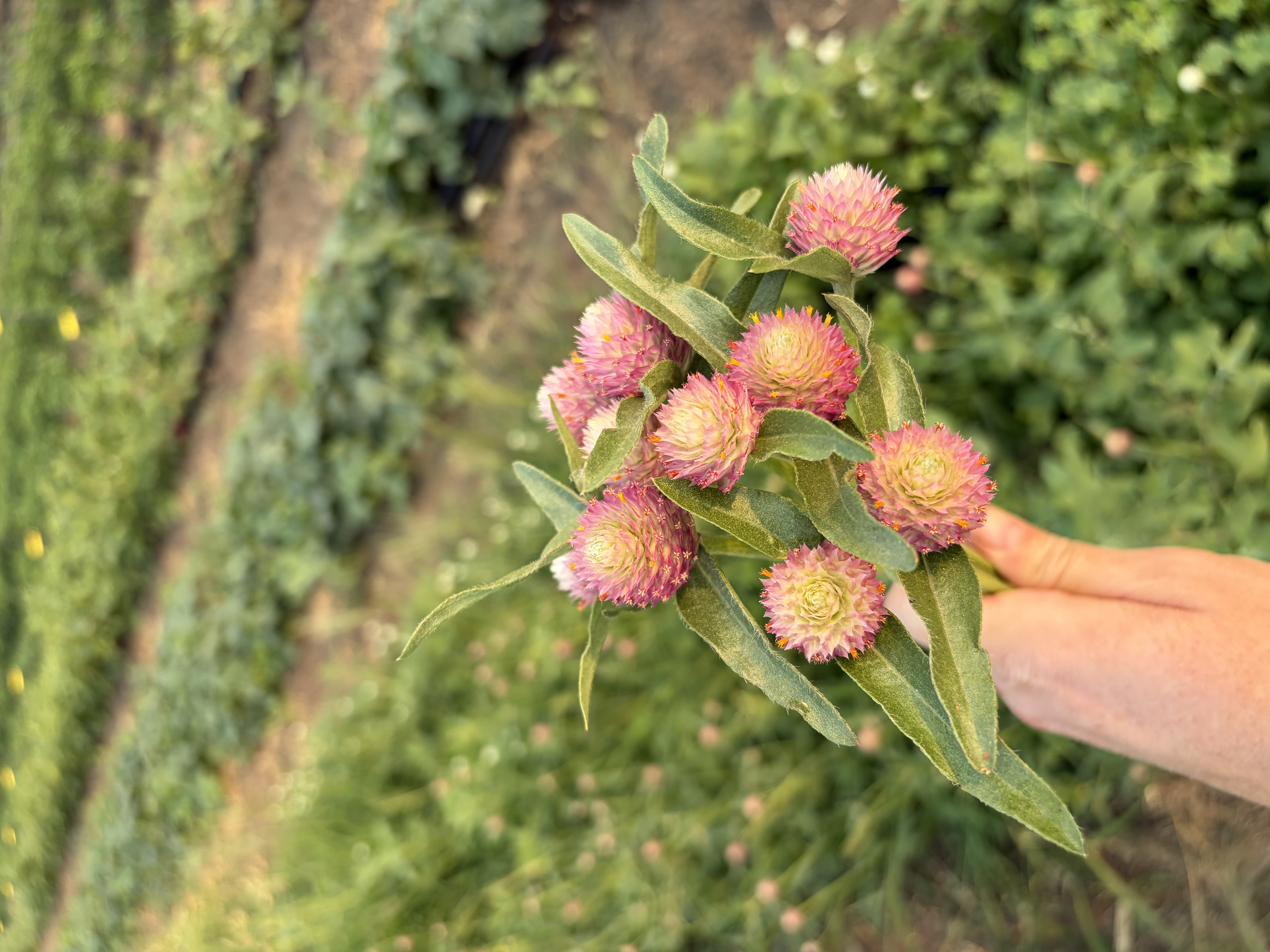 GOMPHRENA haageana Sequin