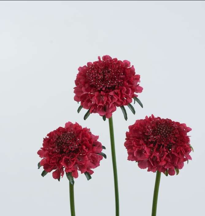 SCABIOSA atropurpurea x caucasica Scoop