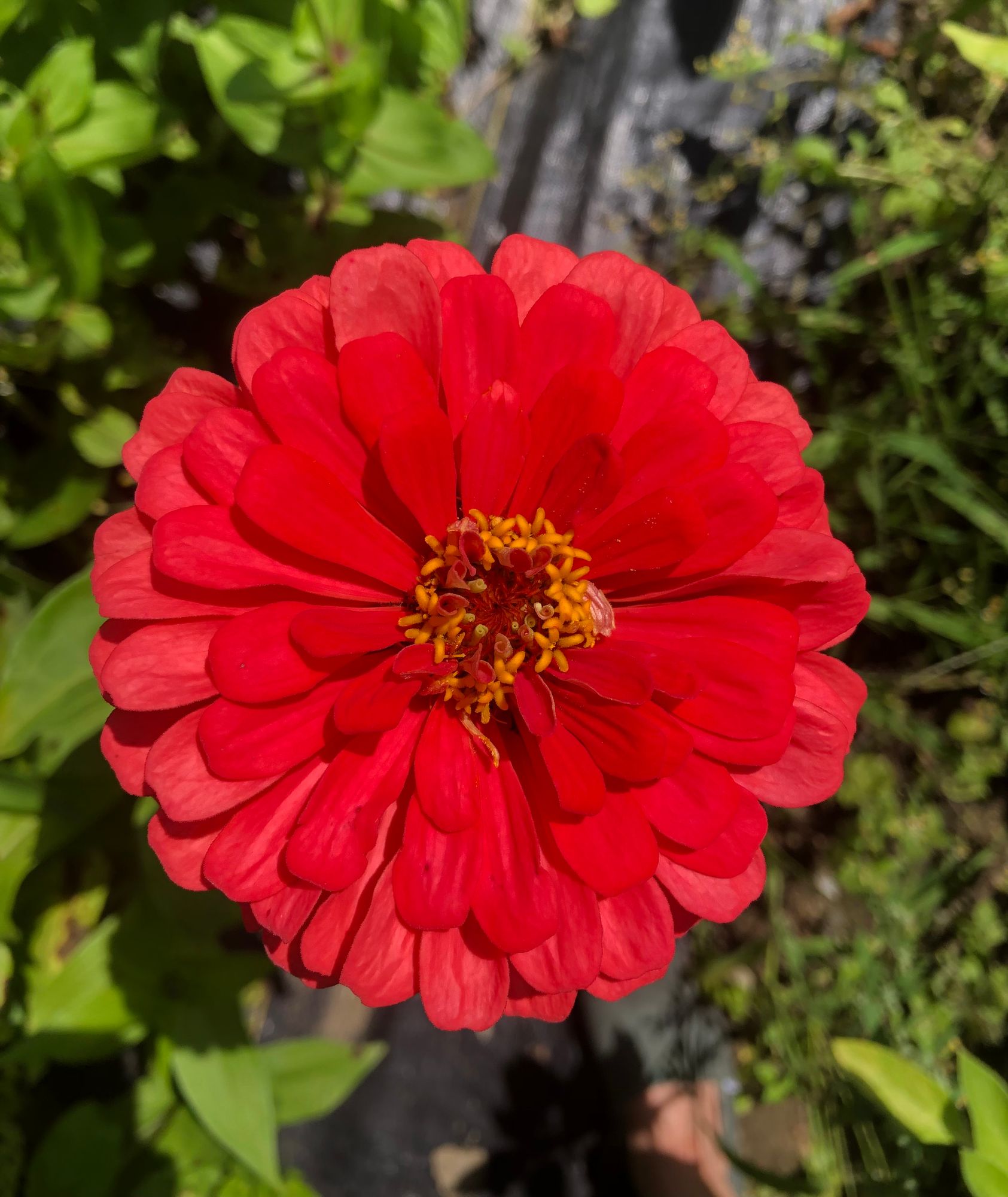 ZINNIA elegans Benarys Giant Coral
