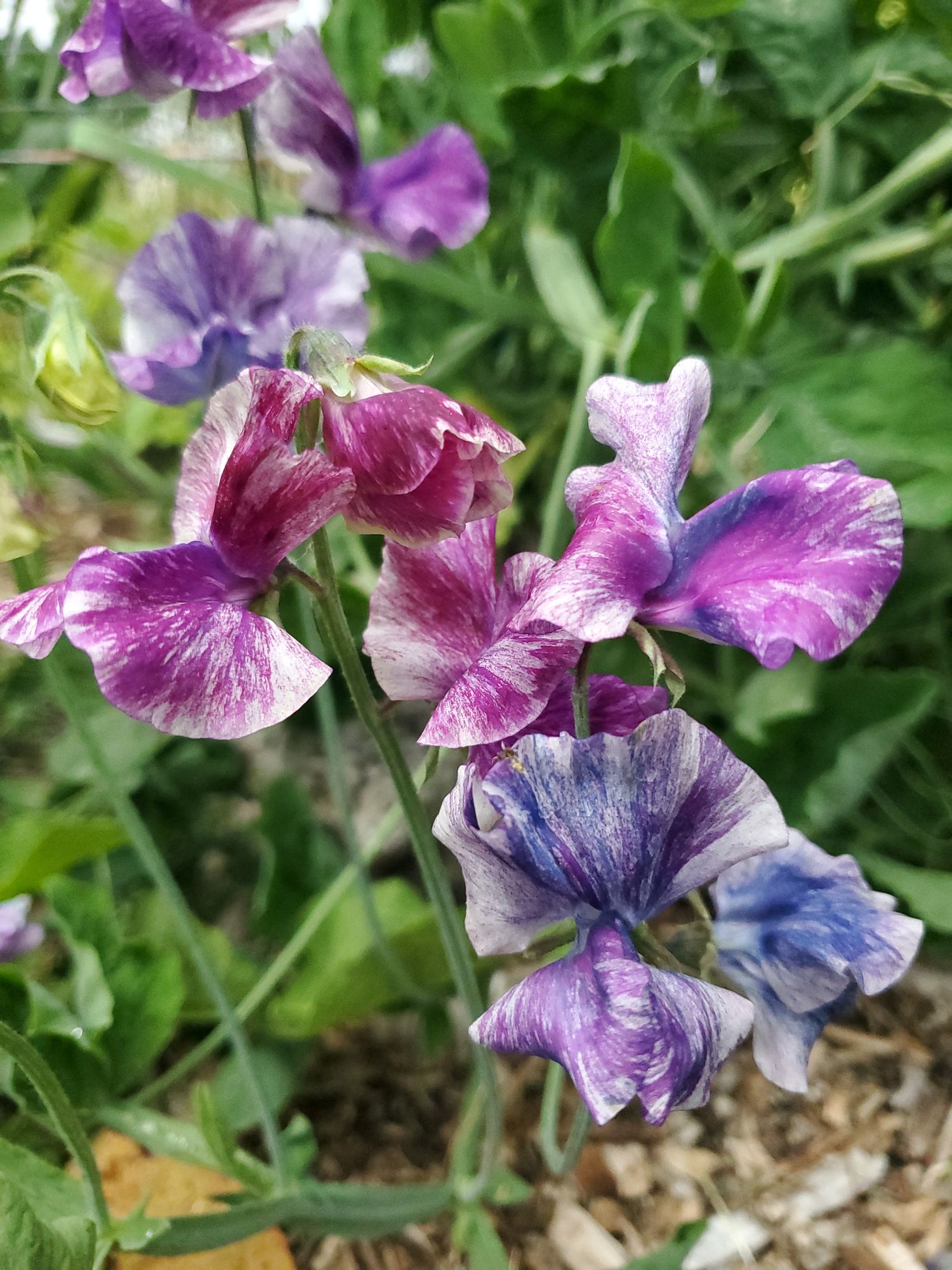 LATHYRUS odoratus