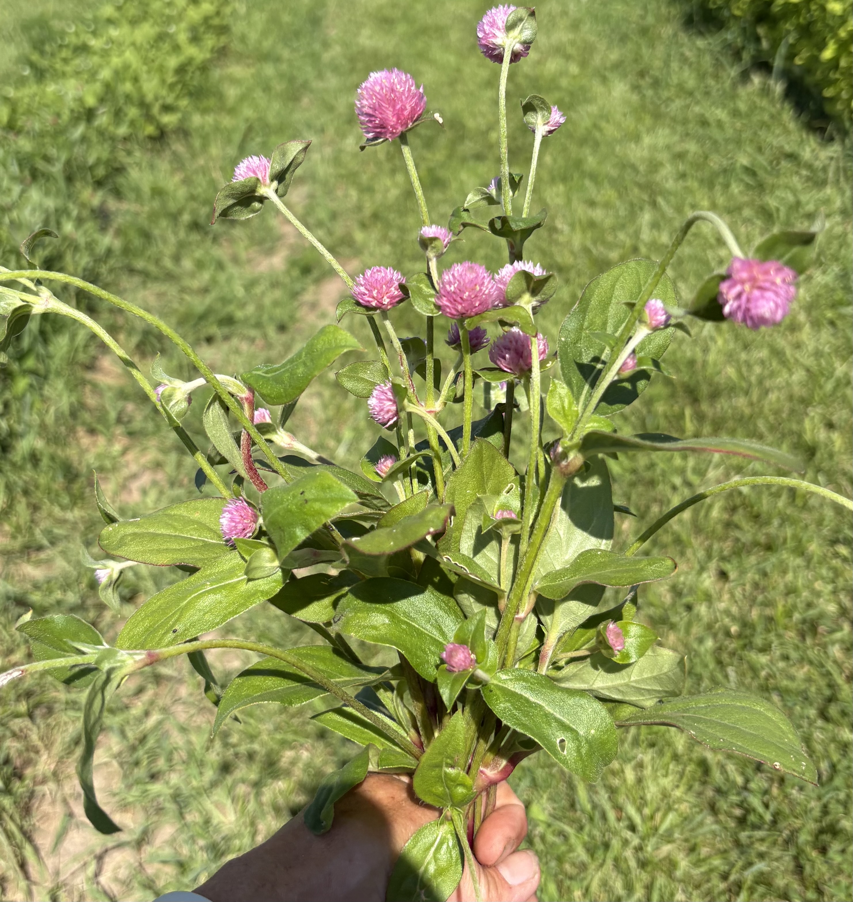 GOMPHRENA haageana QIS Pink